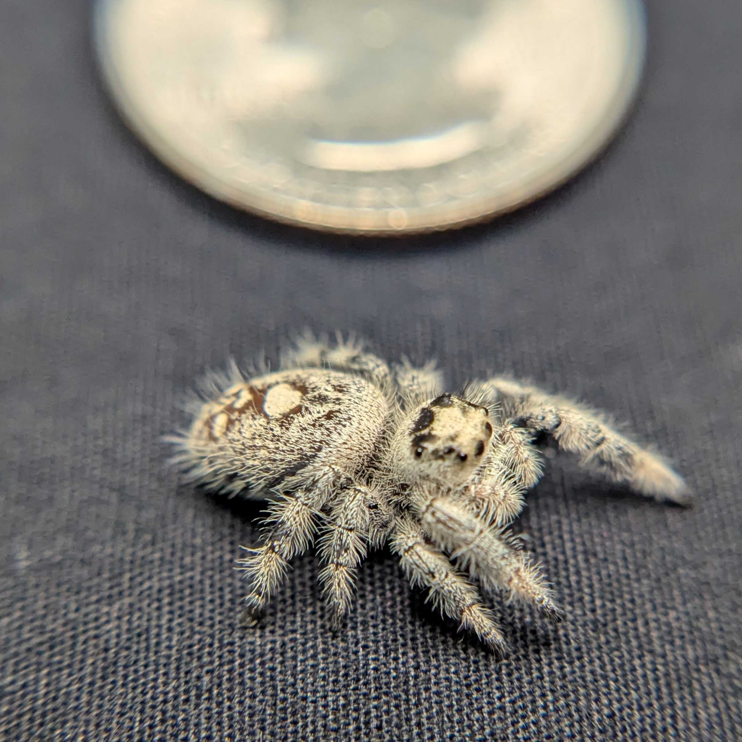 Regal Jumping Spider "Sugar Bomb"