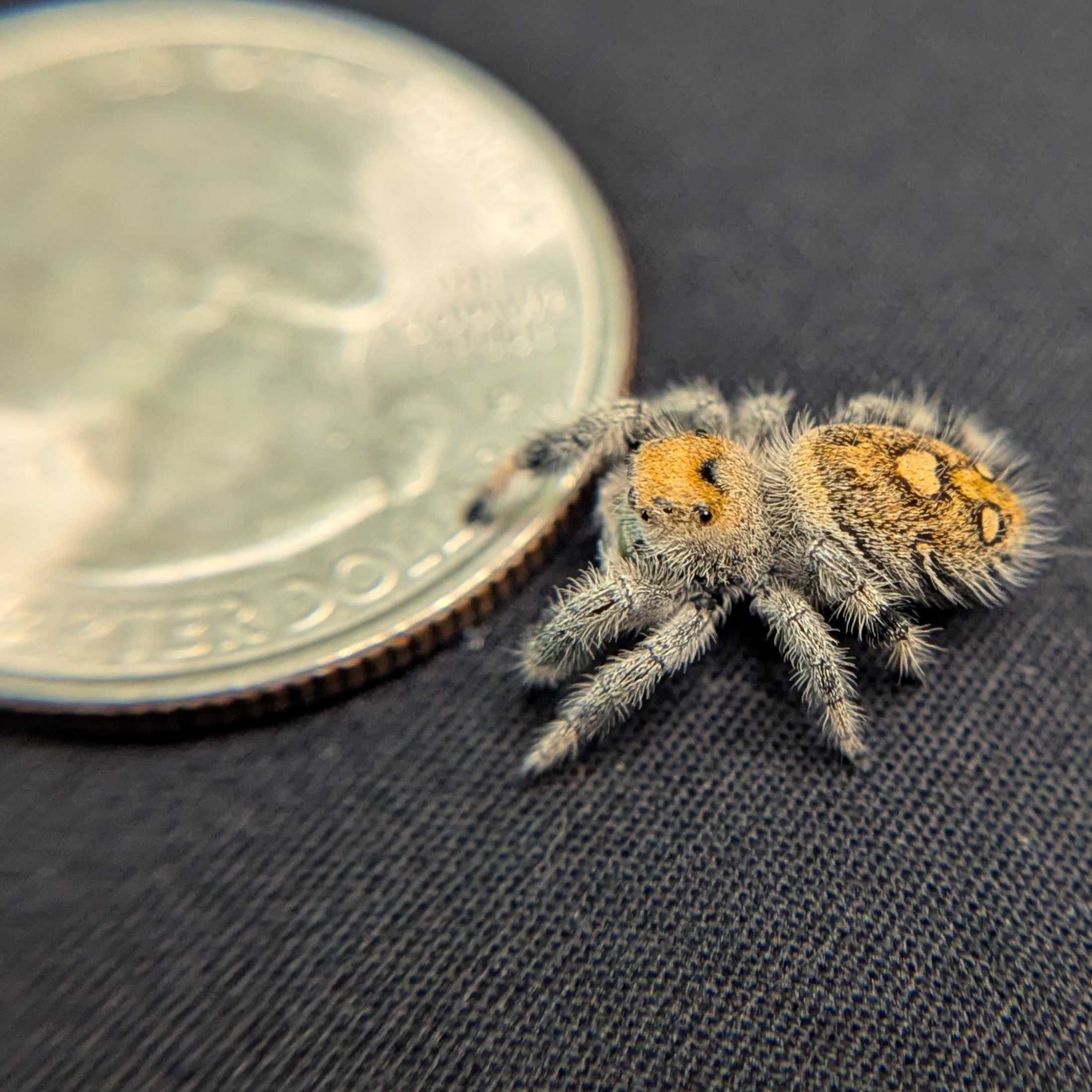 Regal Jumping Spider "Watermelon"