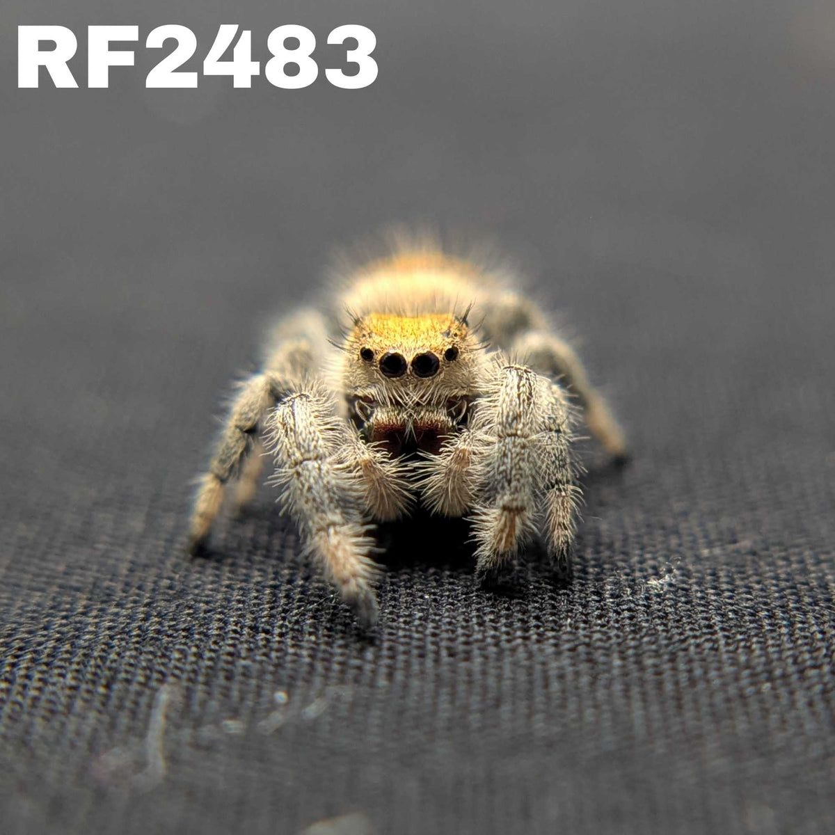 Regal Jumping Spider "Watermelon"
