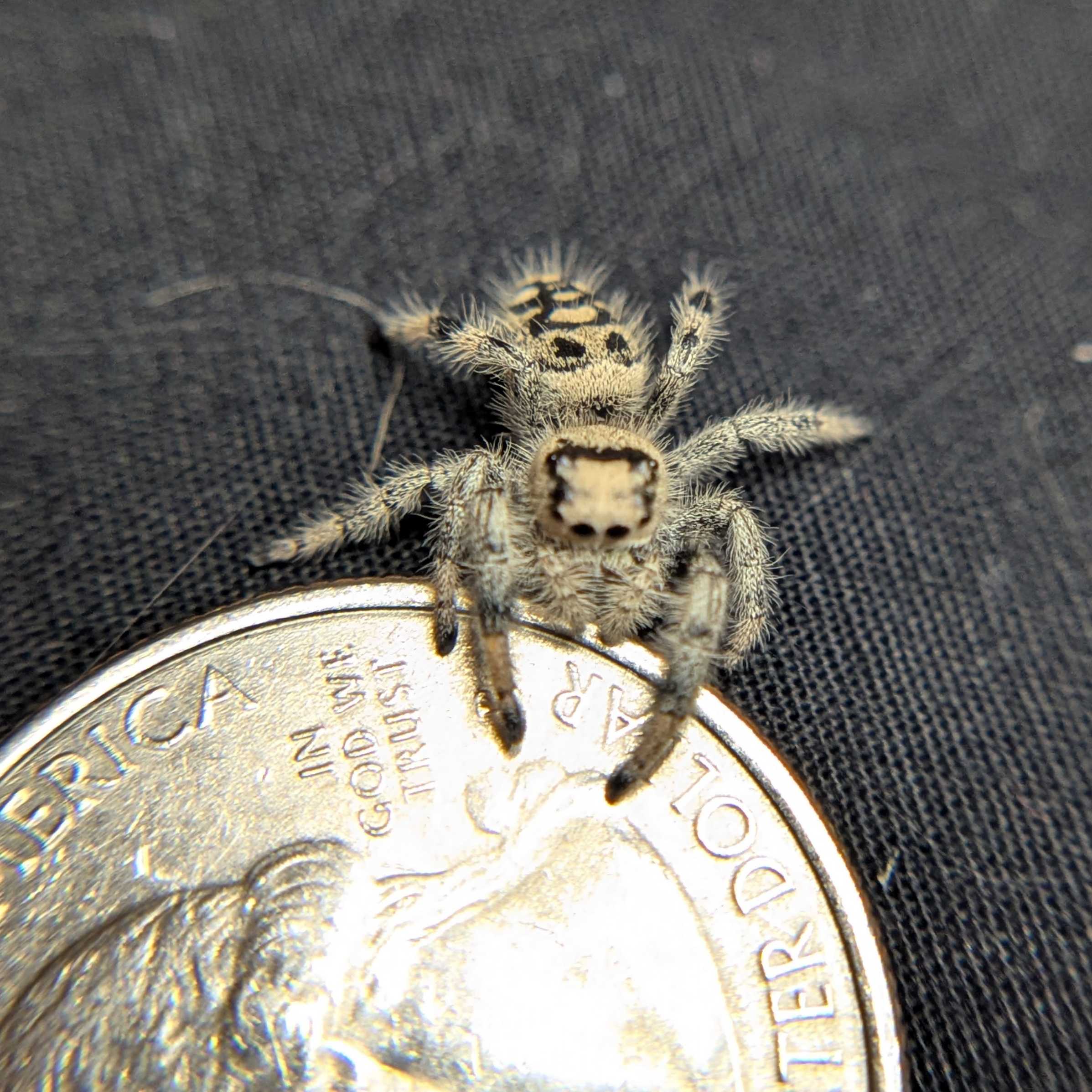 Regal Jumping Spider "Cake"