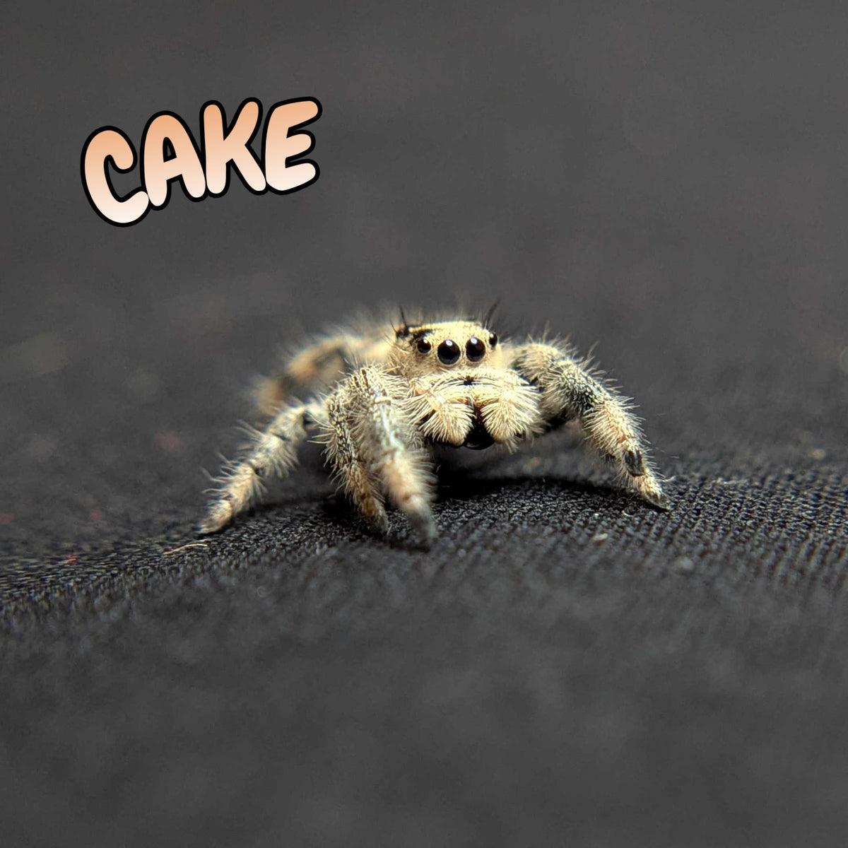 Regal Jumping Spider "Cake"