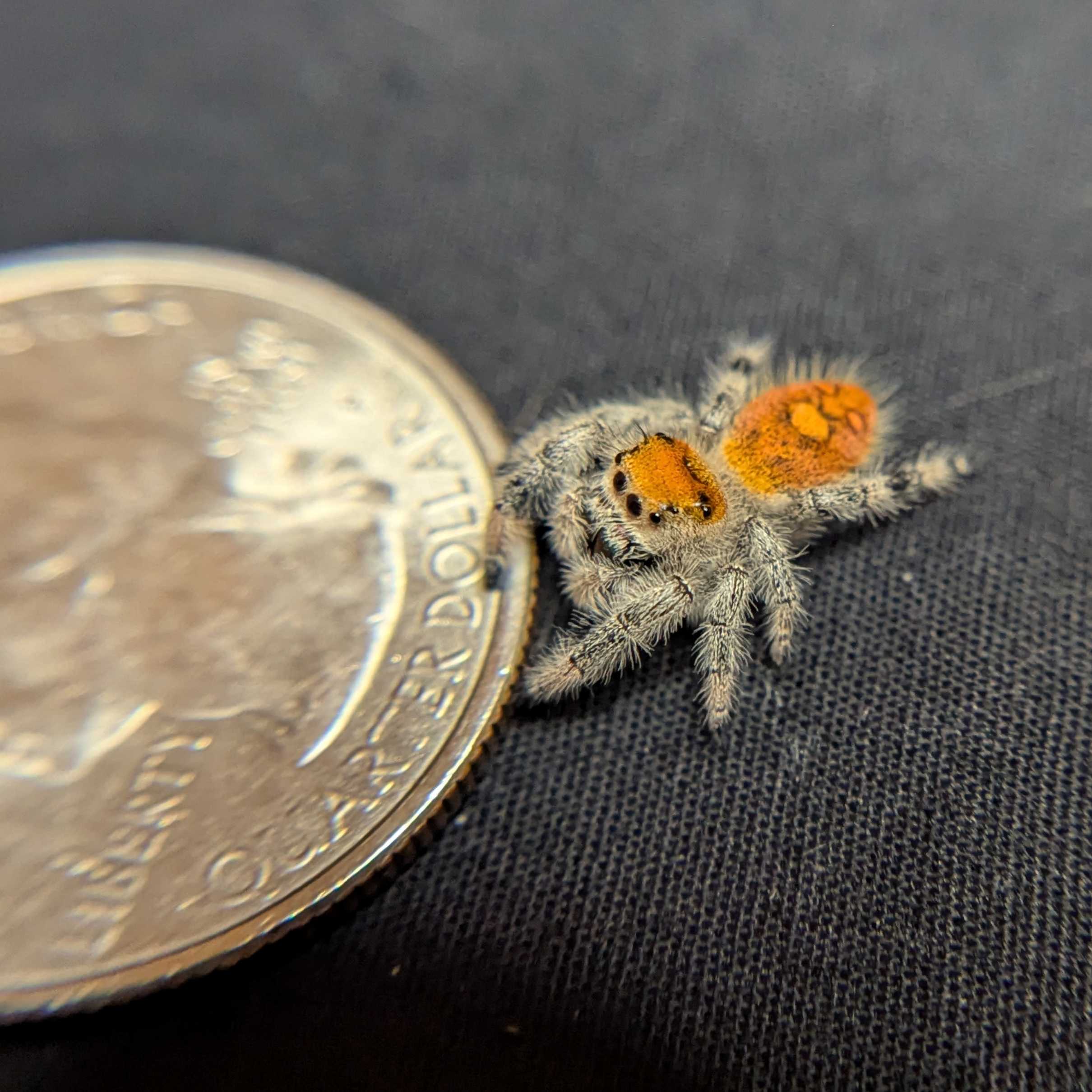 Regal Jumping Spider "Candy"