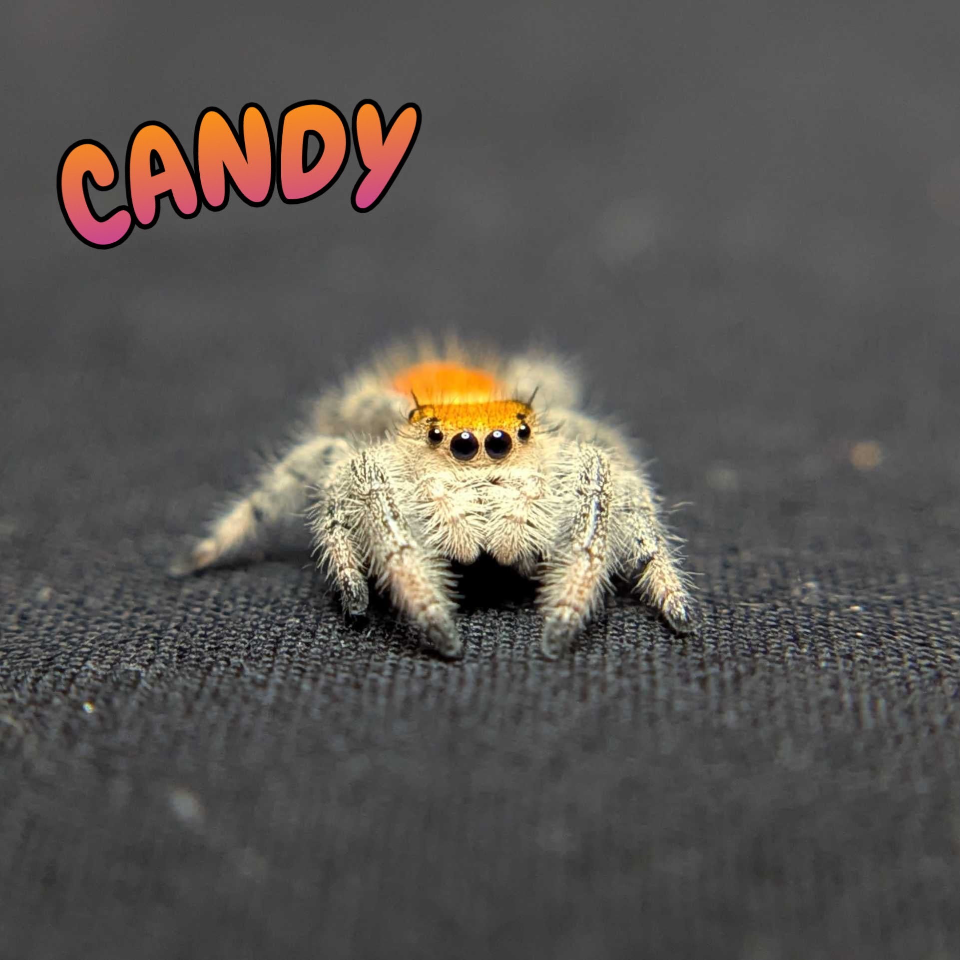 Regal Jumping Spider "Candy"
