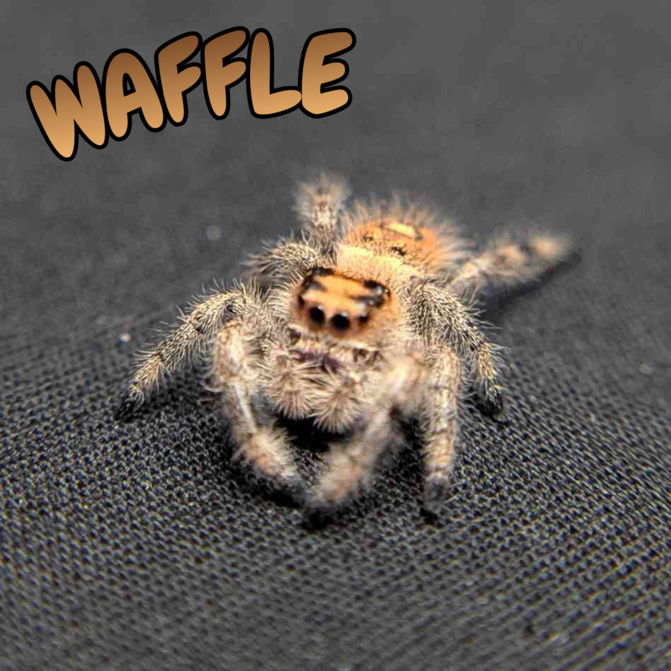 Regal Jumping Spider "Waffle"