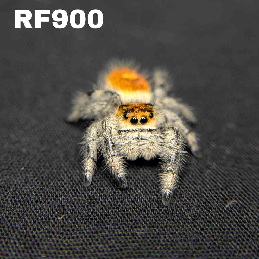 Regal Jumping Spider “Paprika”