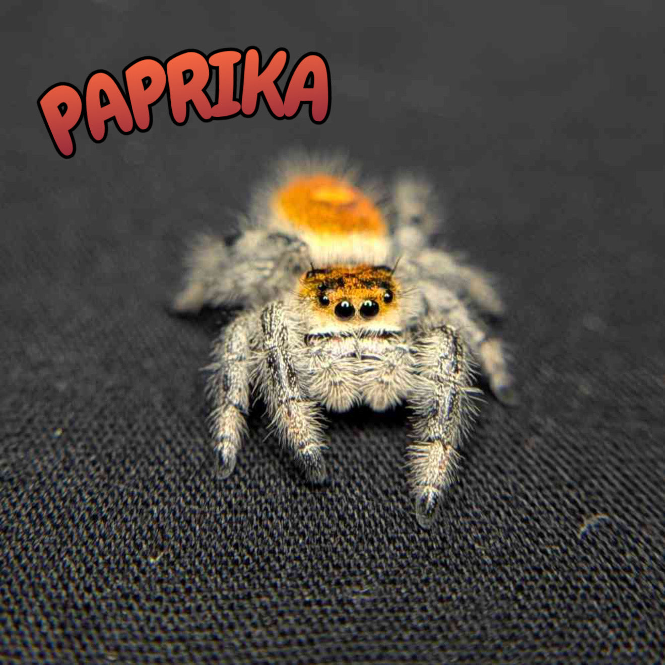 Regal Jumping Spider “Paprika”