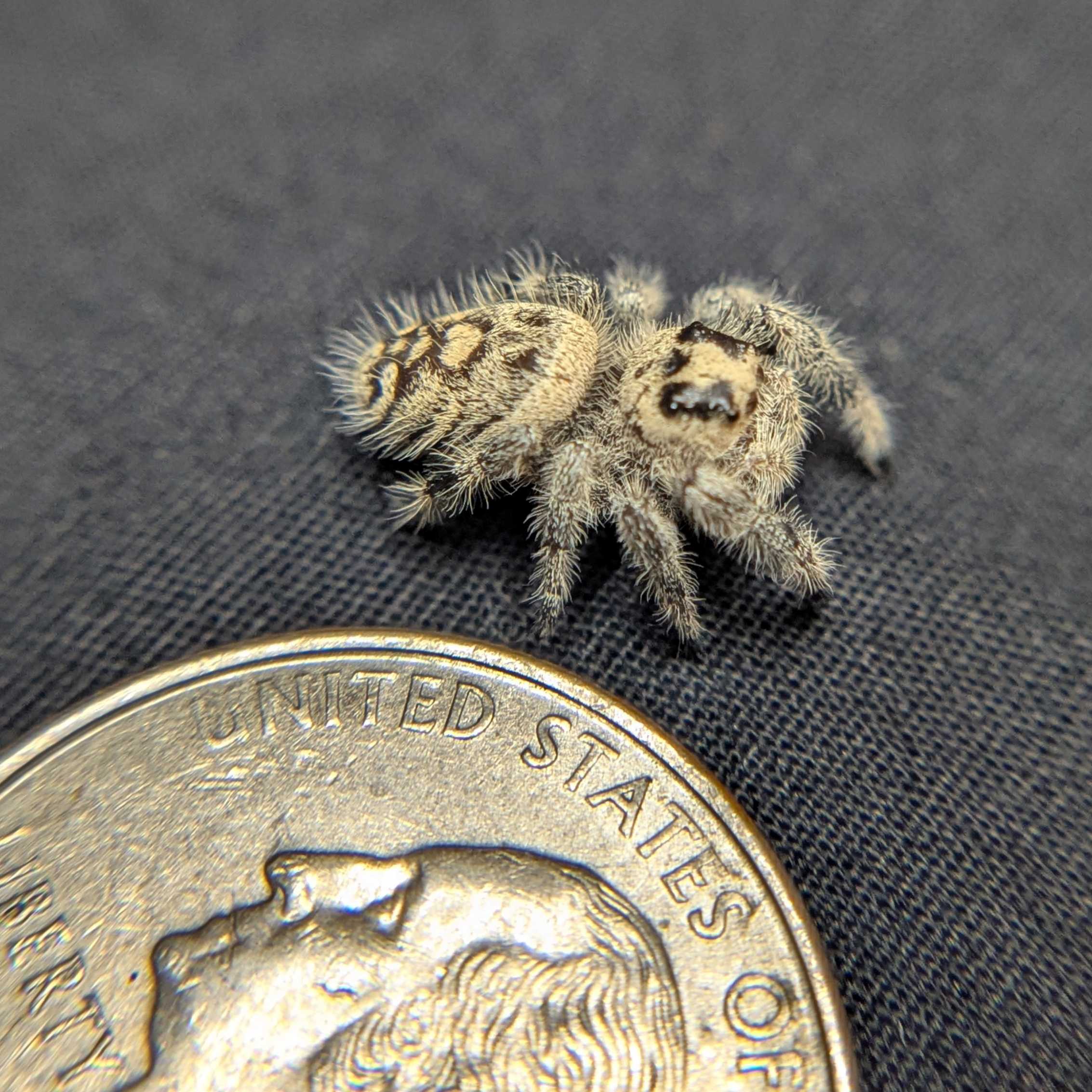 Regal Jumping Spider “Sterling”