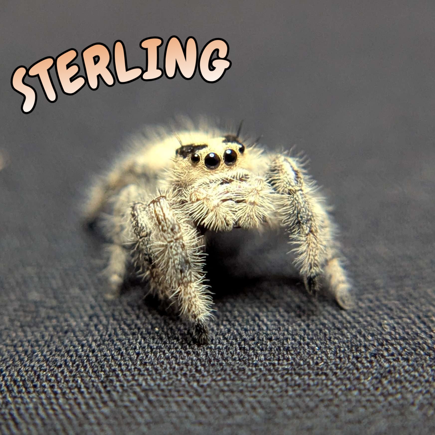 Regal Jumping Spider “Sterling”