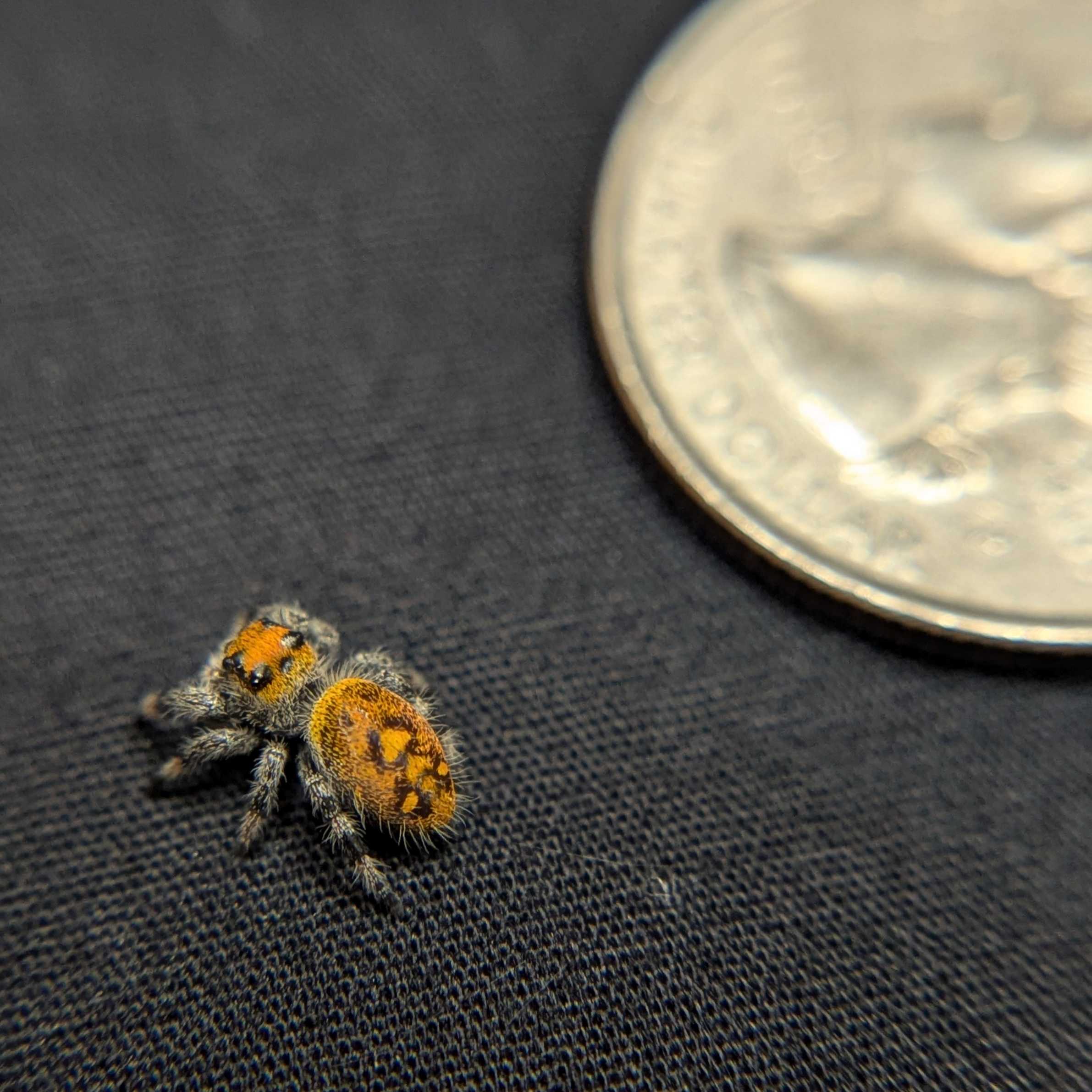 Regal Jumping Spider “Paprika”