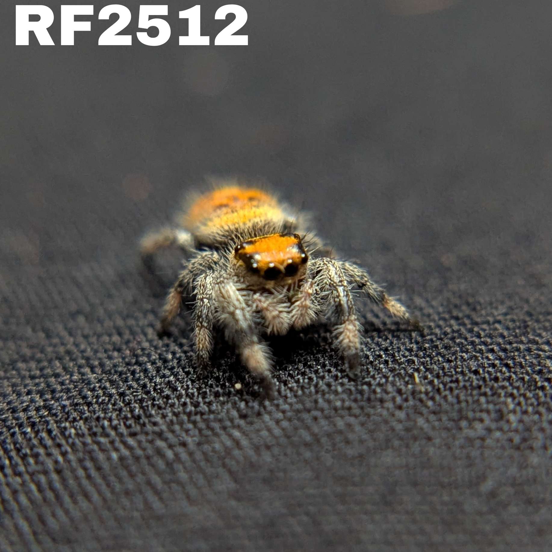 Regal Jumping Spider “Paprika”