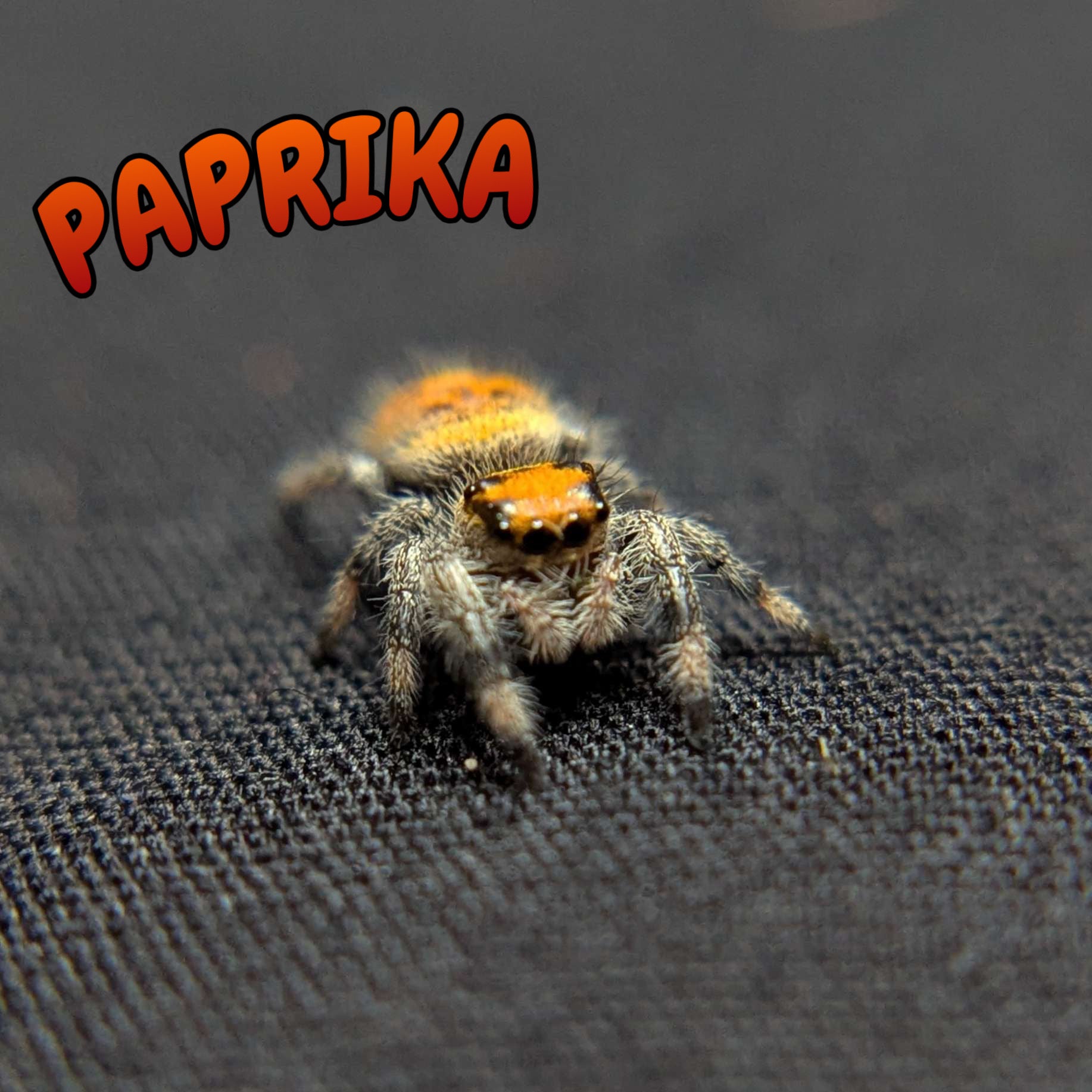 Regal Jumping Spider “Paprika”