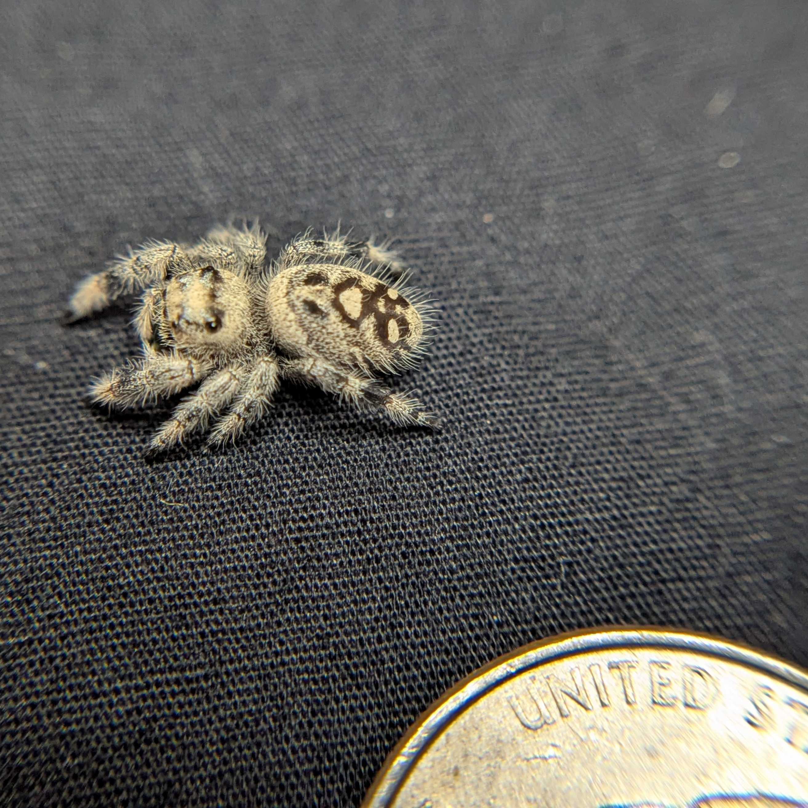 Regal Jumping Spider "Mira"