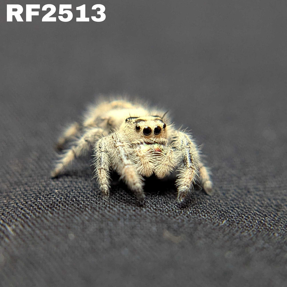 Regal Jumping Spider "Mira"