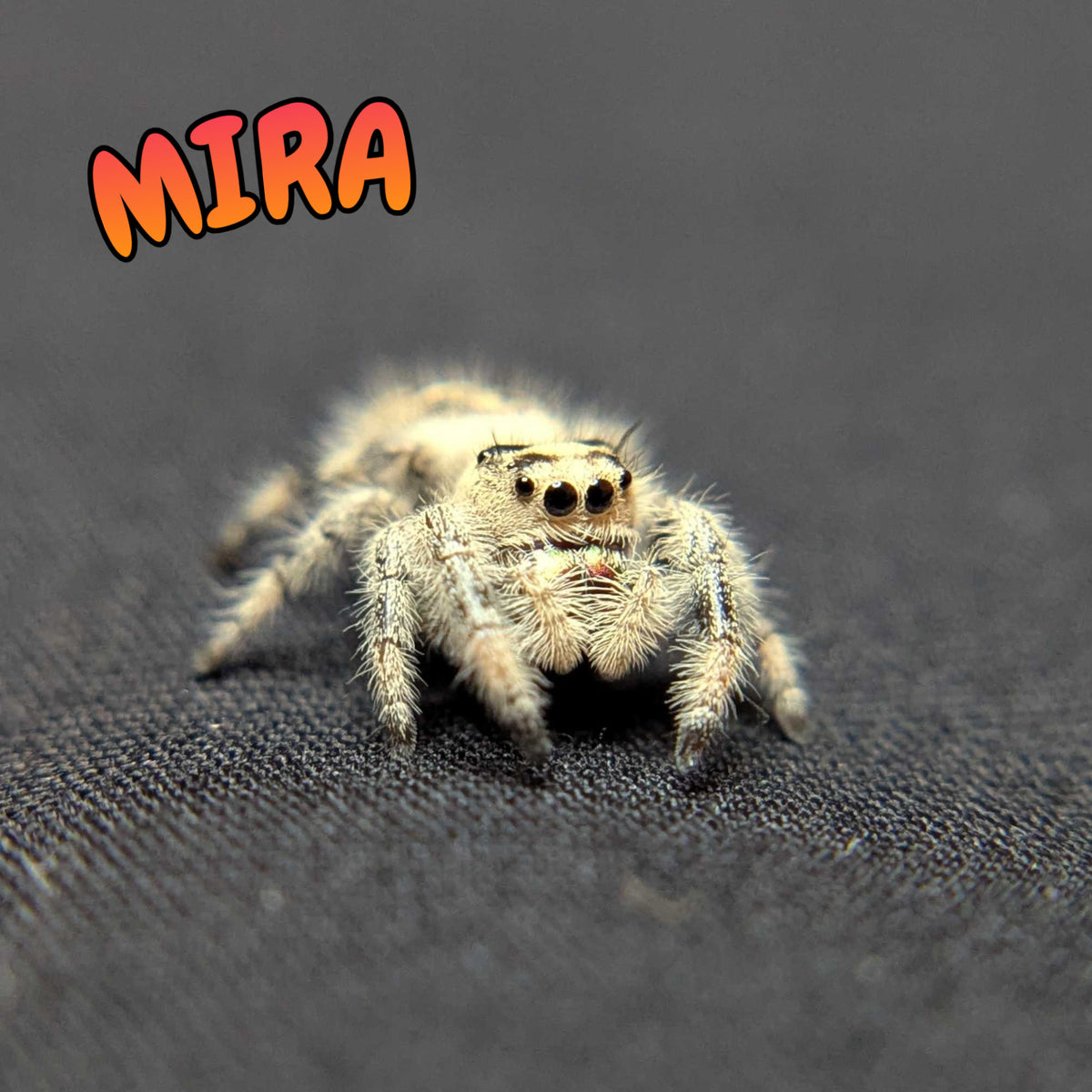 Regal Jumping Spider "Mira"