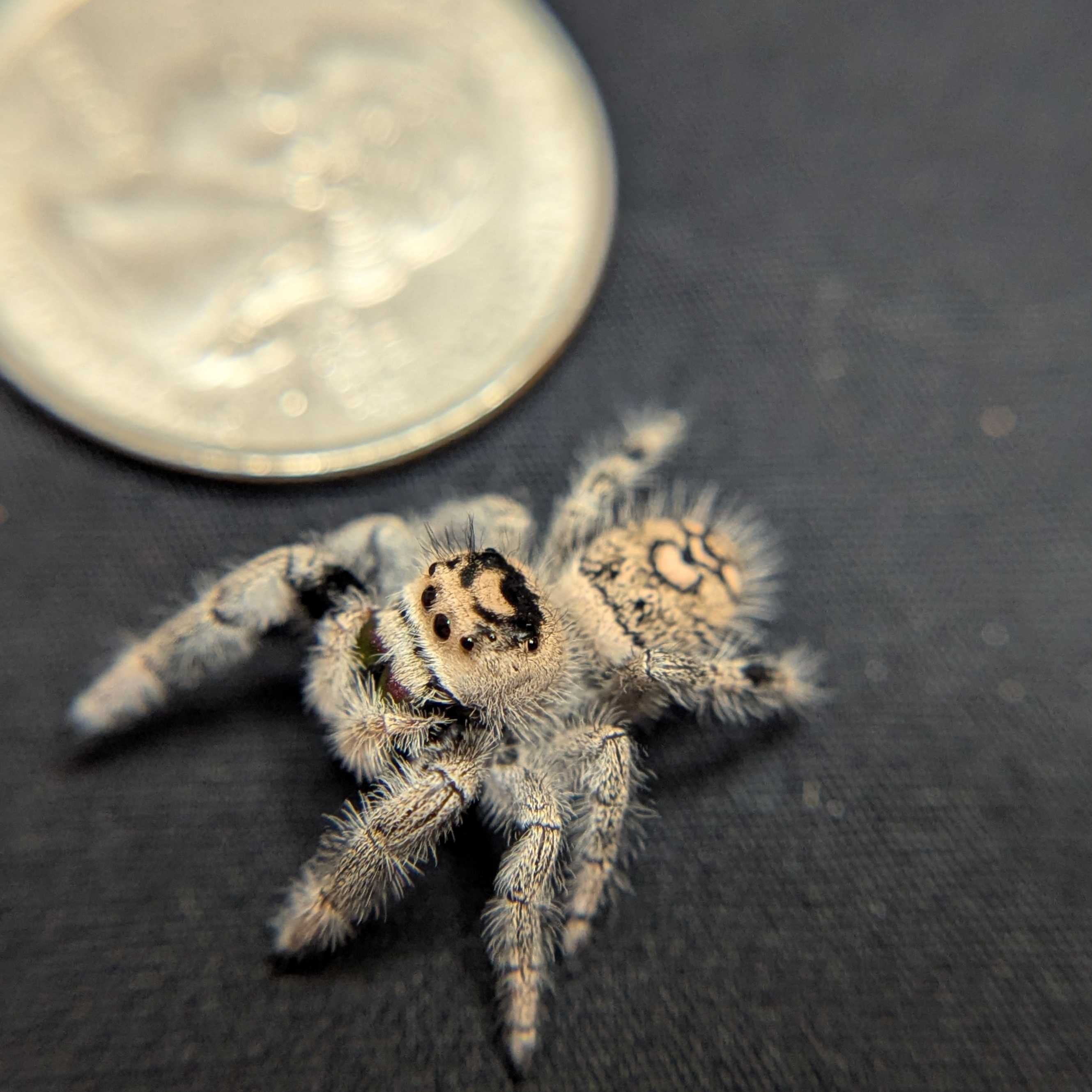 Regal Jumping Spider "Raisin"