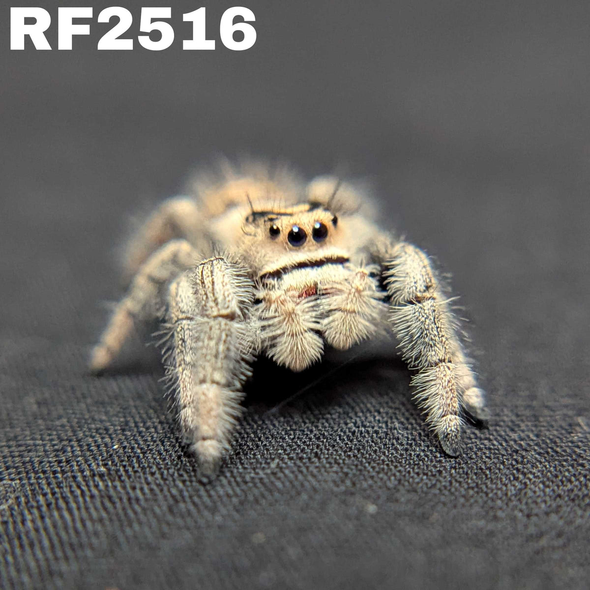 Regal Jumping Spider "Raisin"