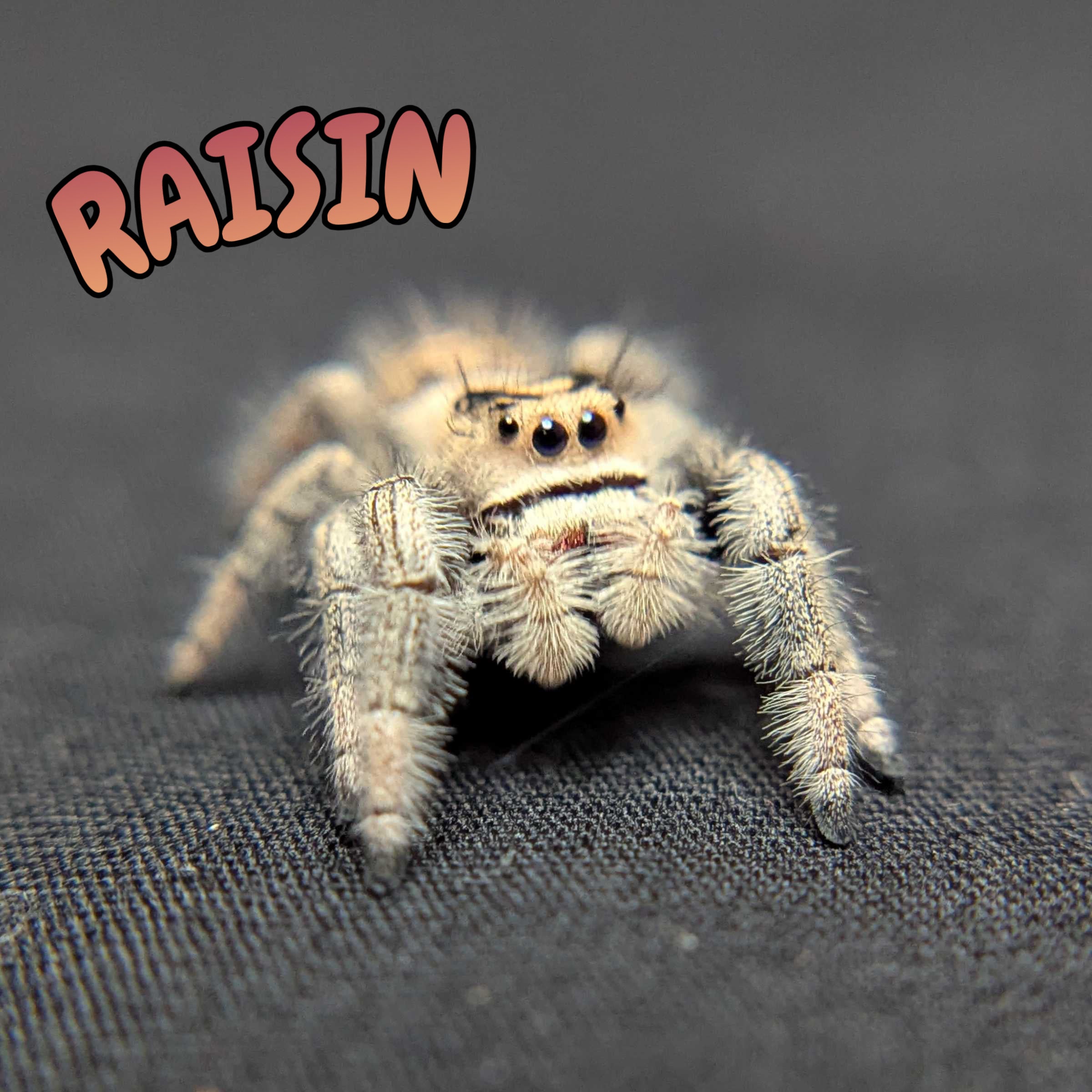 Regal Jumping Spider "Raisin"
