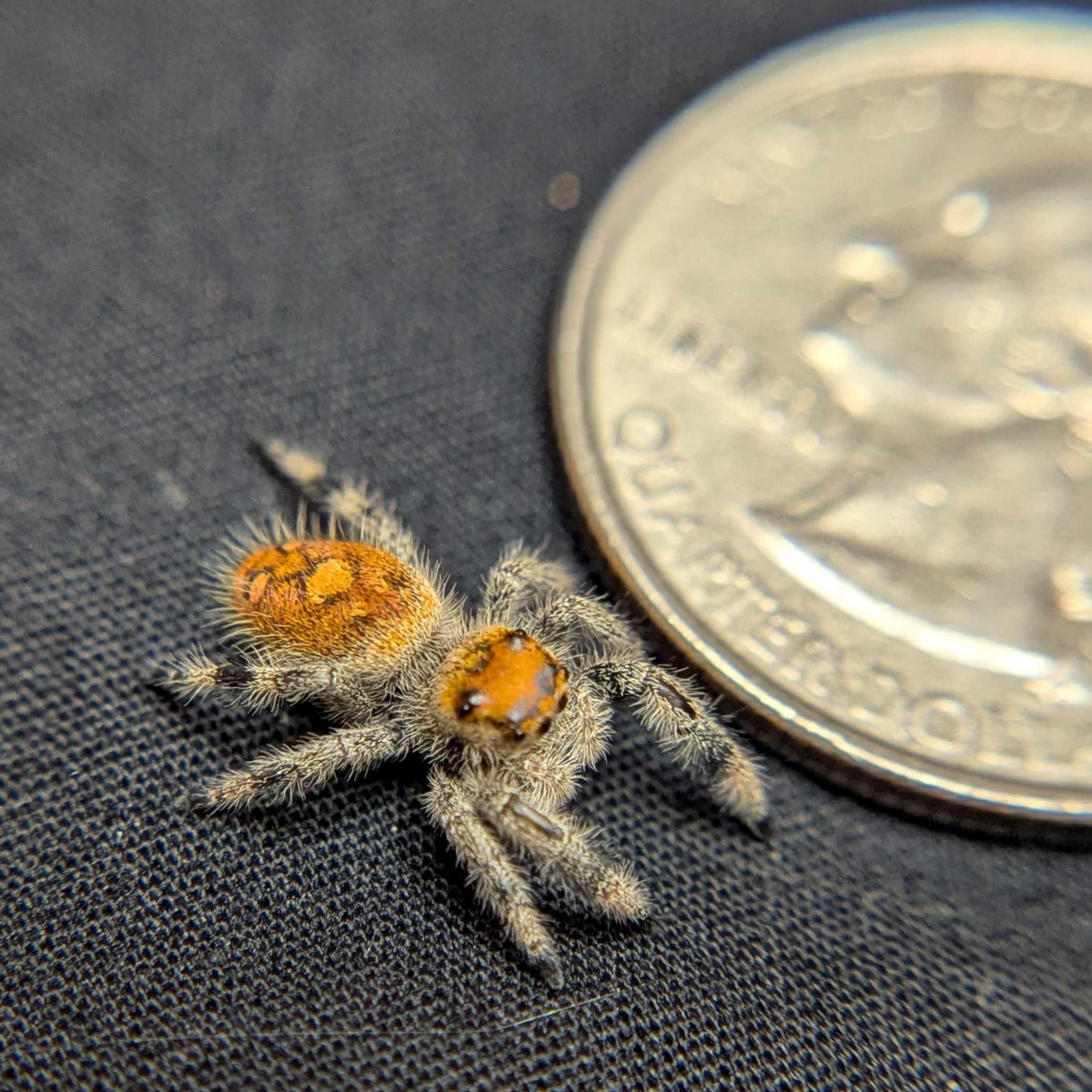 Regal Jumping Spider "Ember"