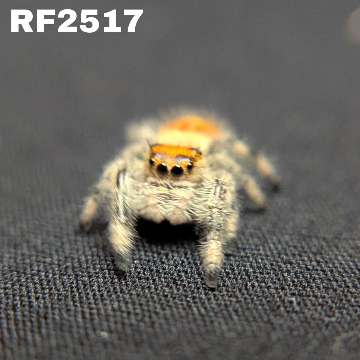Regal Jumping Spider "Ember"
