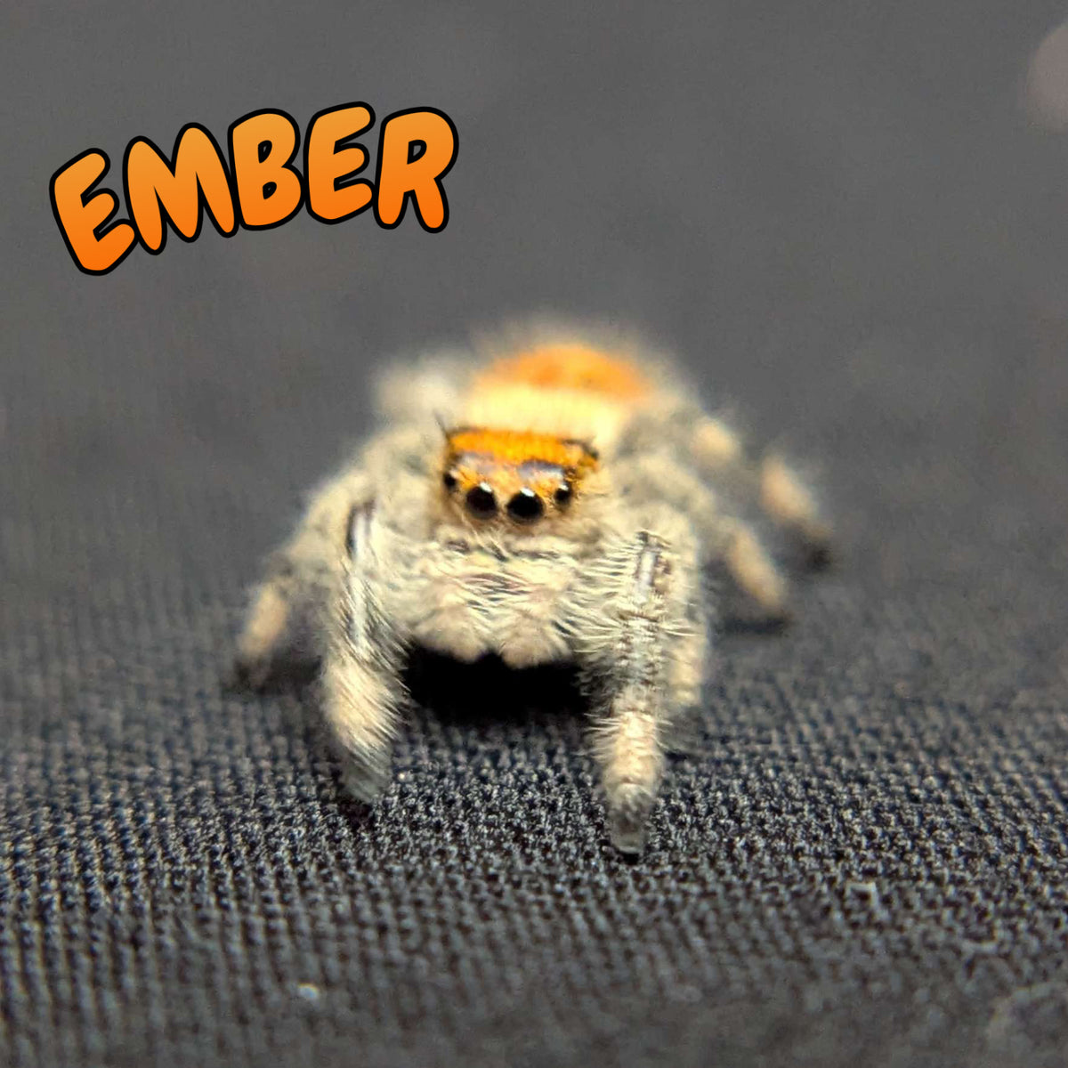 Regal Jumping Spider "Ember"
