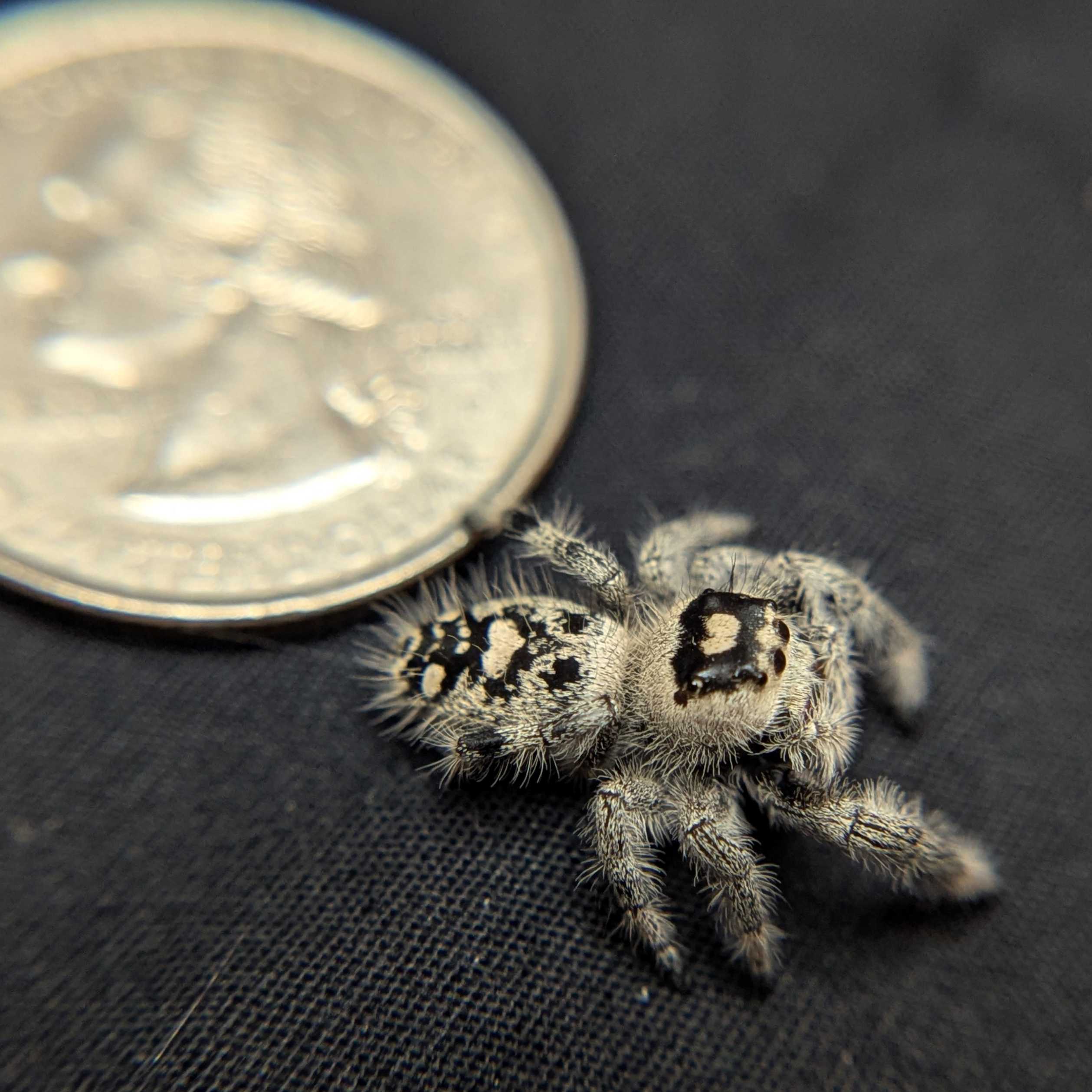 Regal Jumping Spider "Fig"