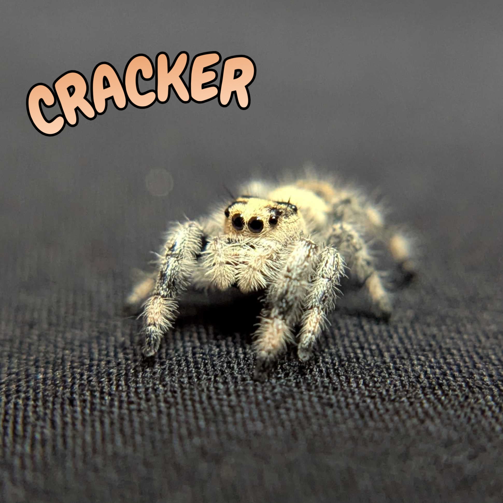 Regal Jumping Spider "Cracker"