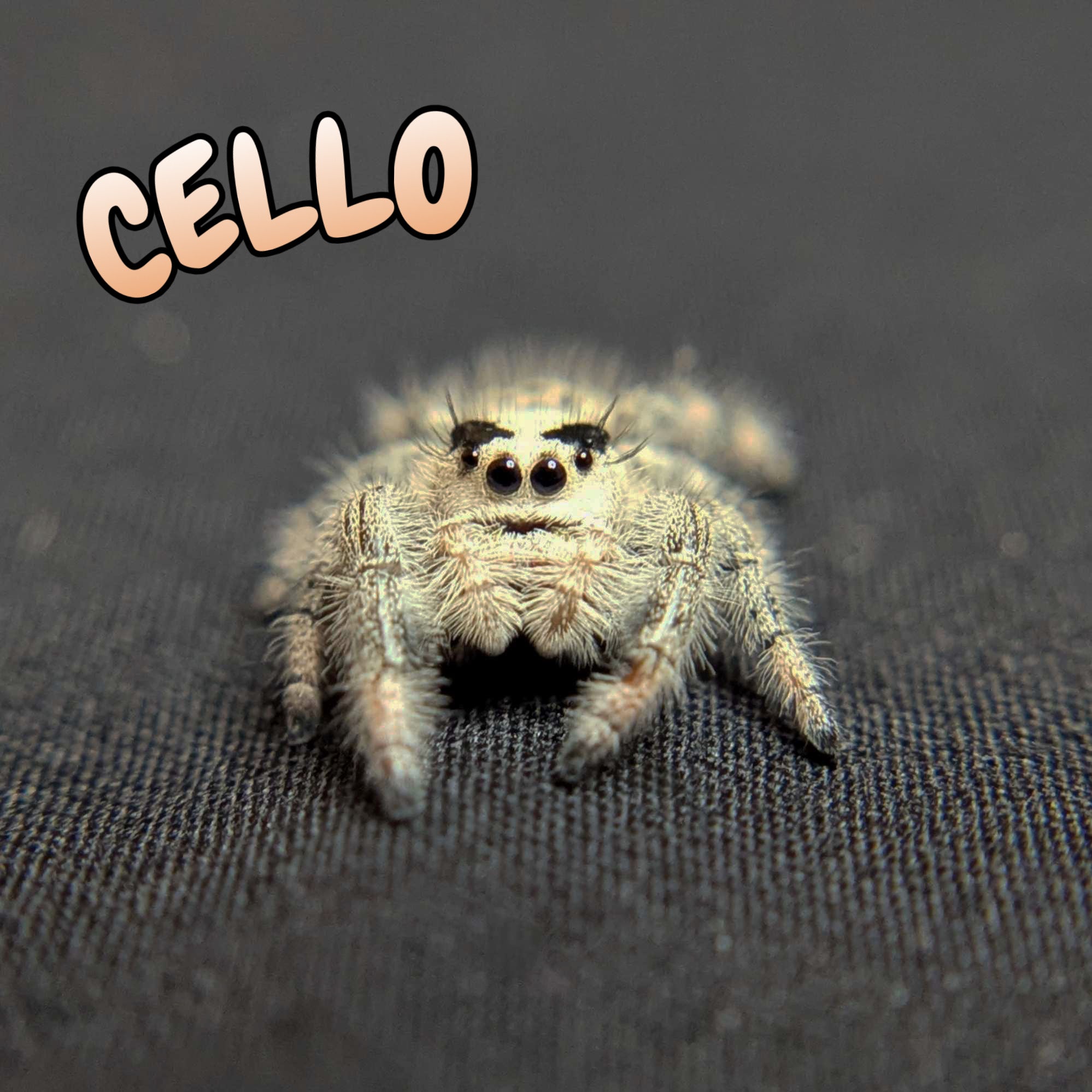 Regal Jumping Spider "Cello"