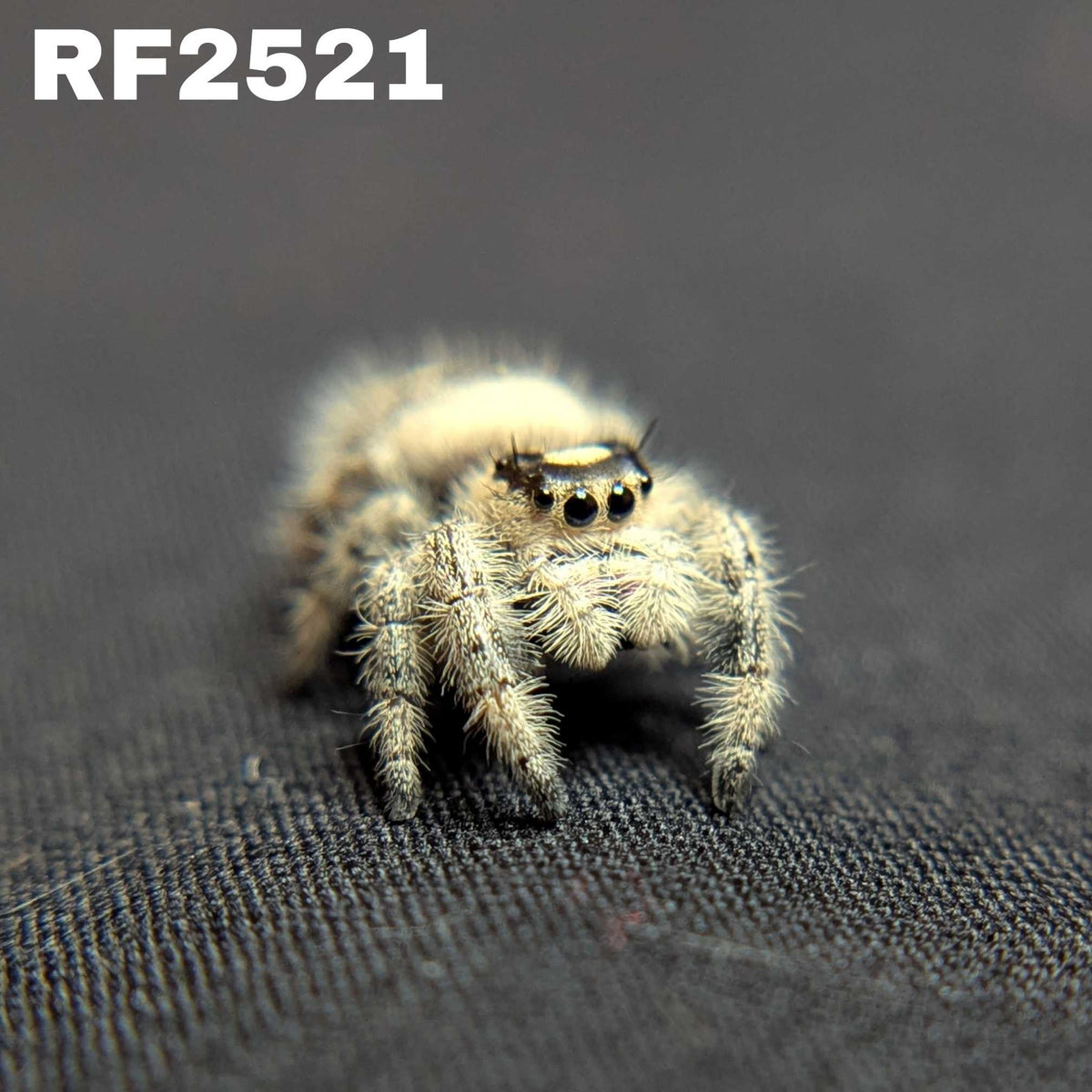 Regal Jumping Spider "Sandstorm"