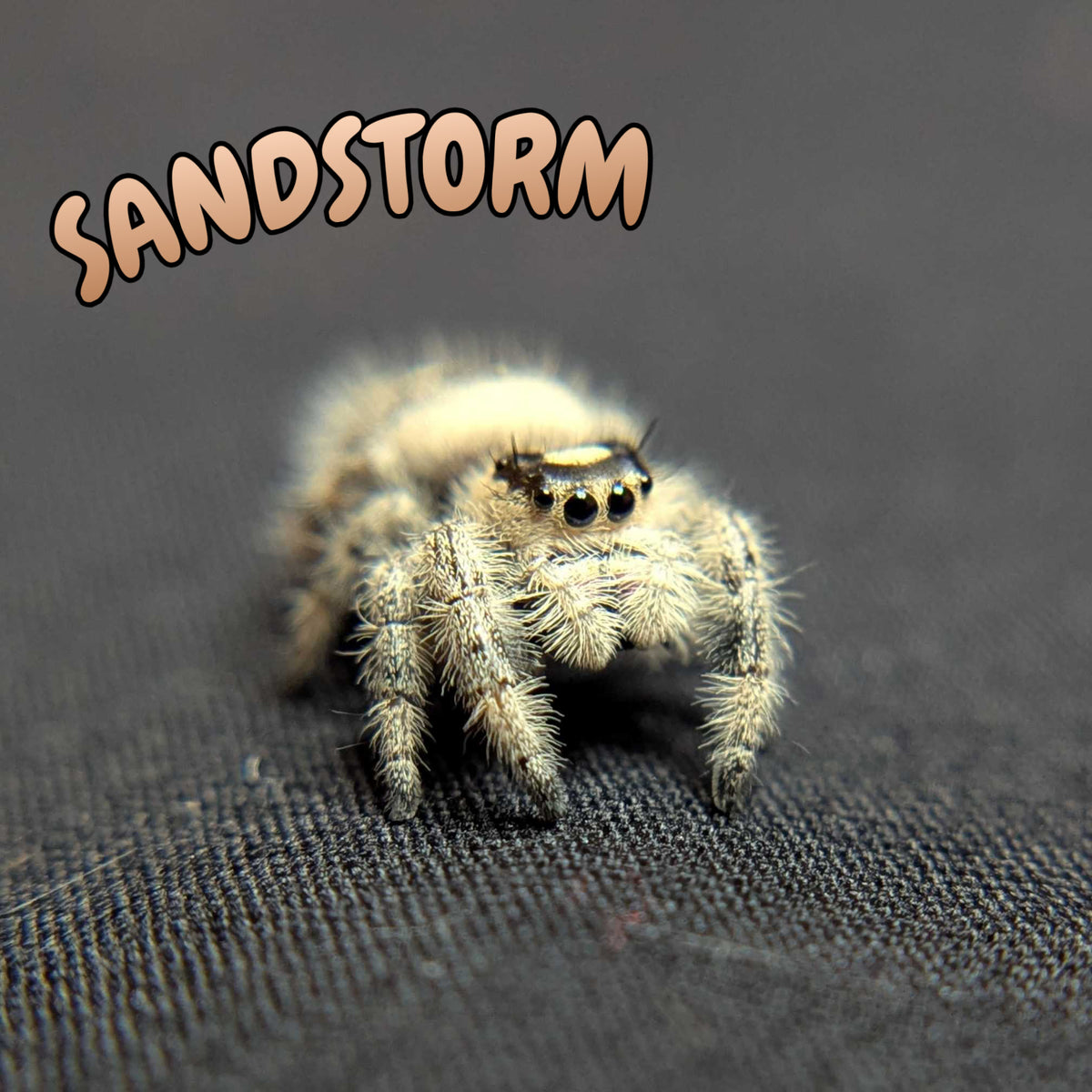 Regal Jumping Spider "Sandstorm"