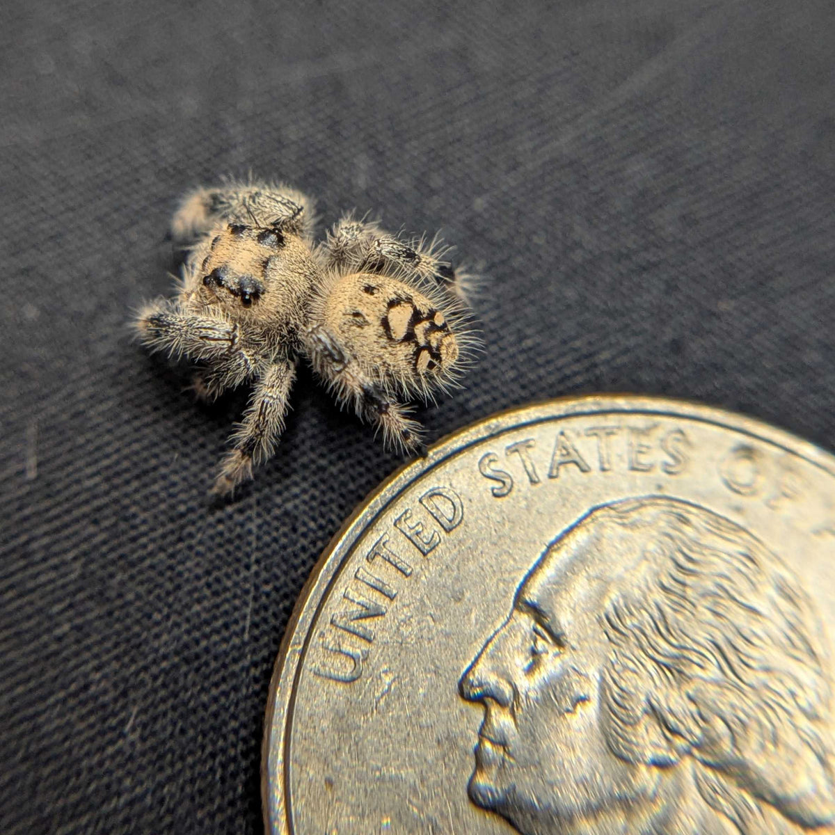Regal Jumping Spider "Champagne"
