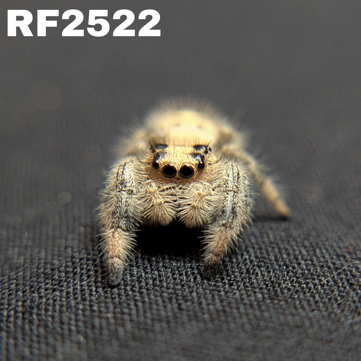 Regal Jumping Spider "Champagne"