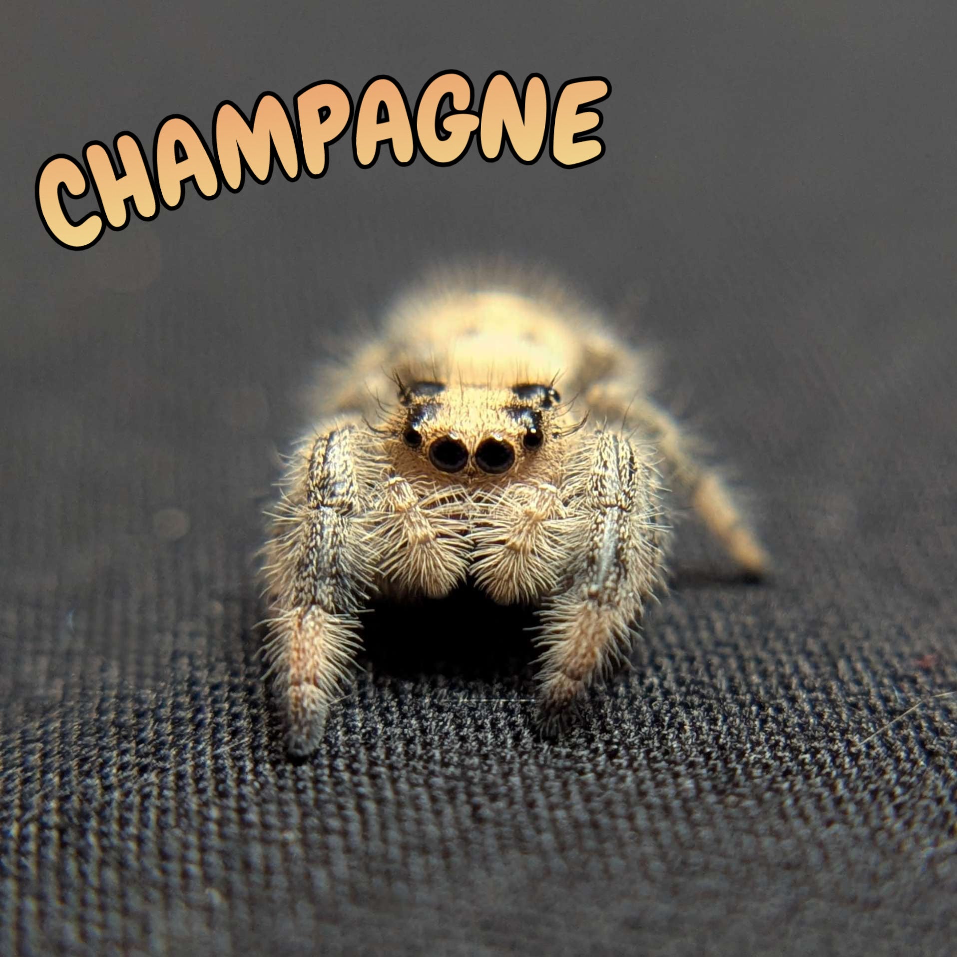 Regal Jumping Spider "Champagne"