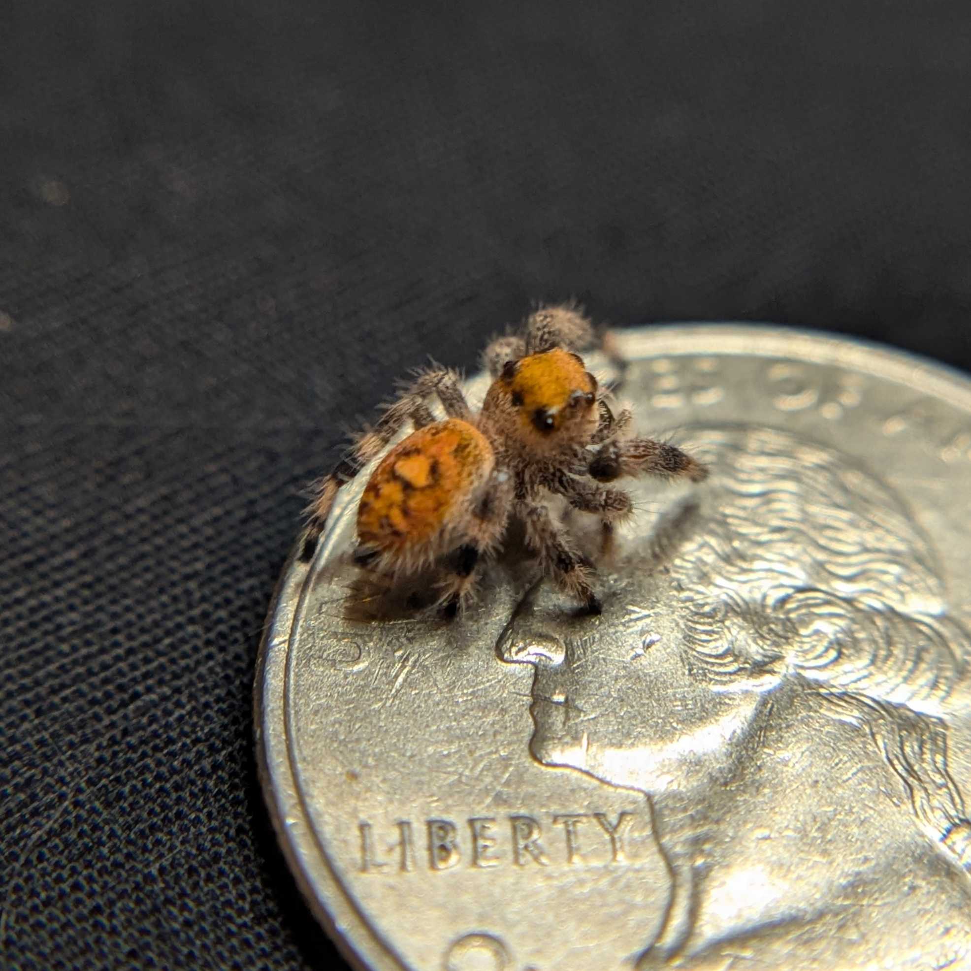 Regal Jumping Spider "Mango"