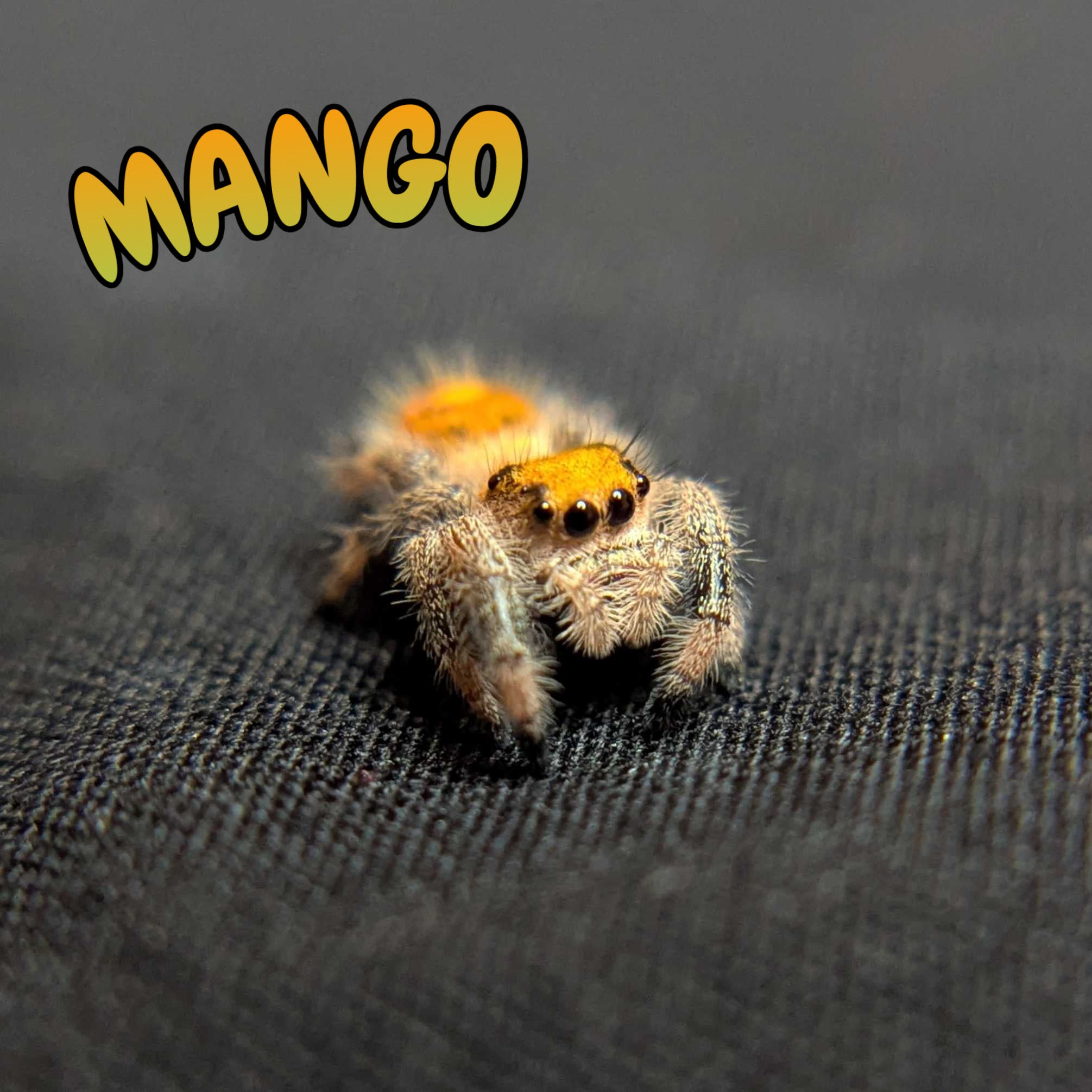 Regal Jumping Spider "Mango"