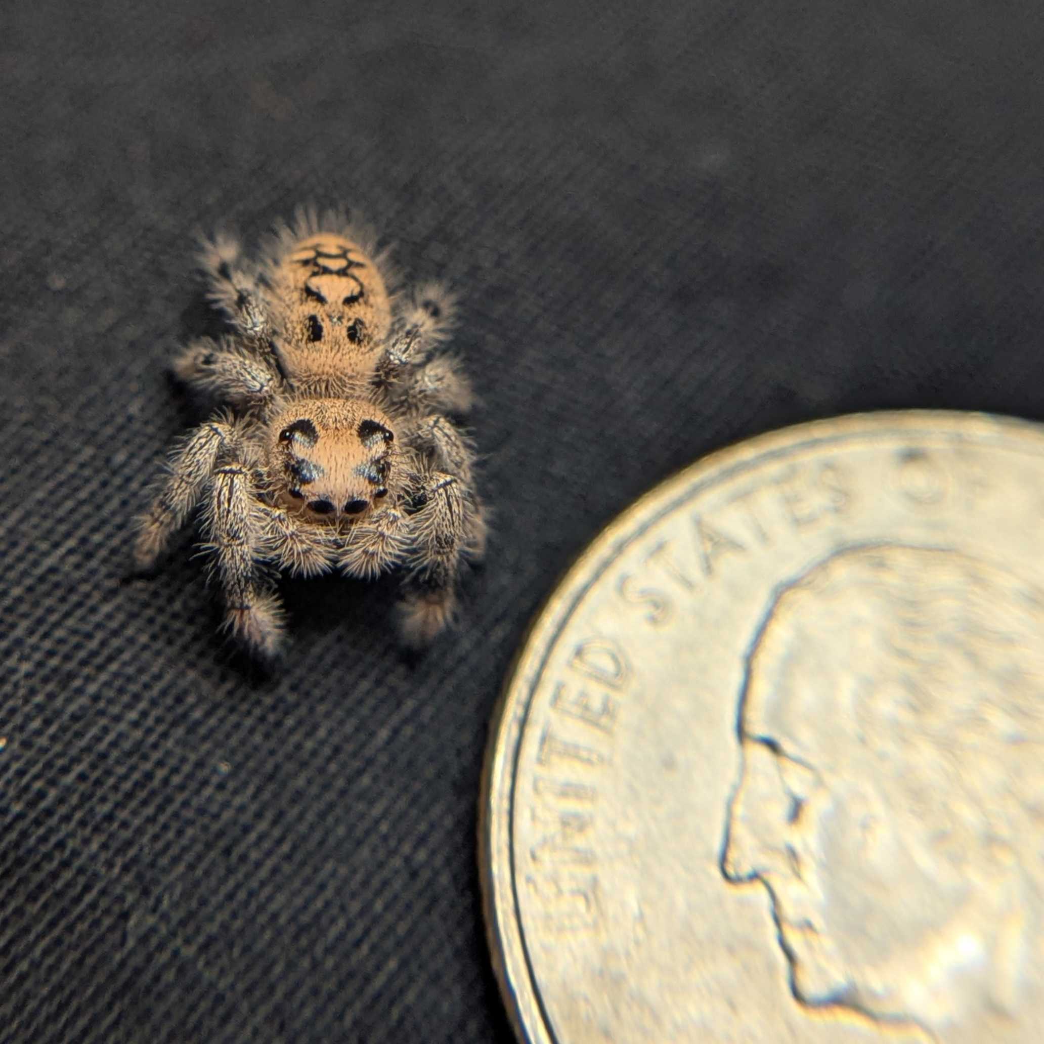 Regal Jumping Spider “Apricot”