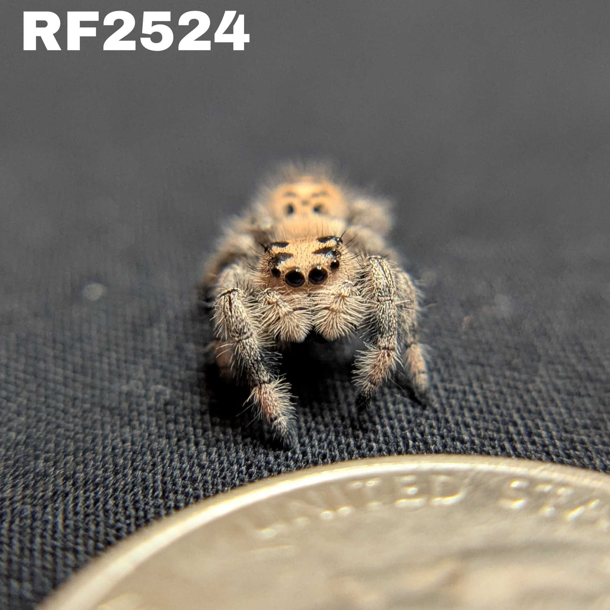 Regal Jumping Spider “Apricot”