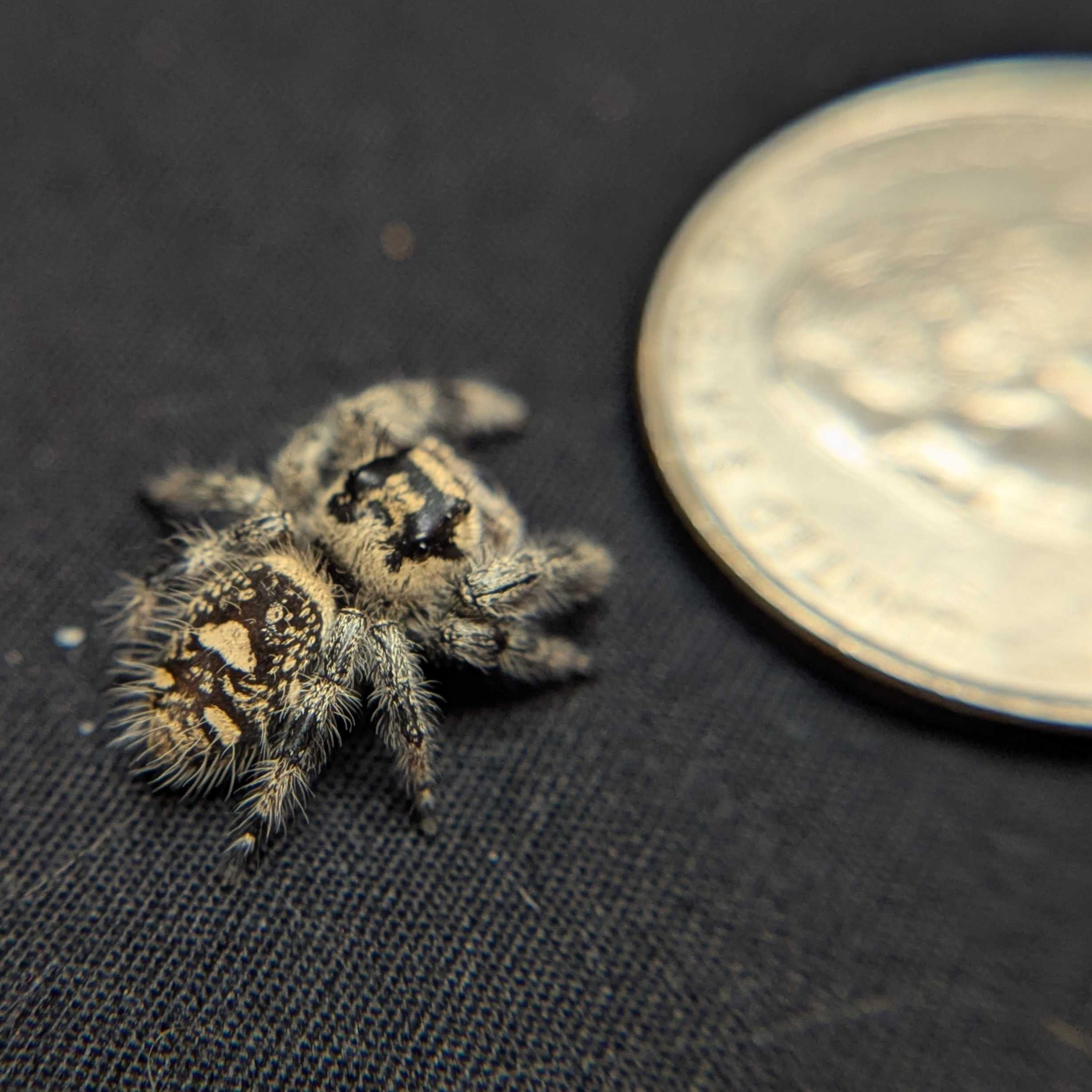 Regal Jumping Spider "Spooky"