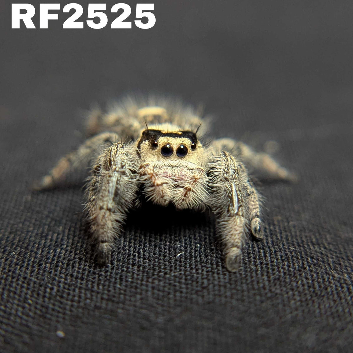 Regal Jumping Spider "Spooky"