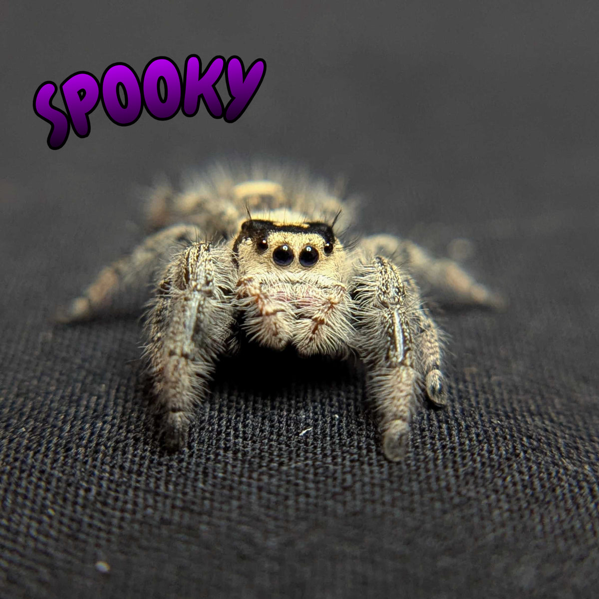 Regal Jumping Spider "Spooky"
