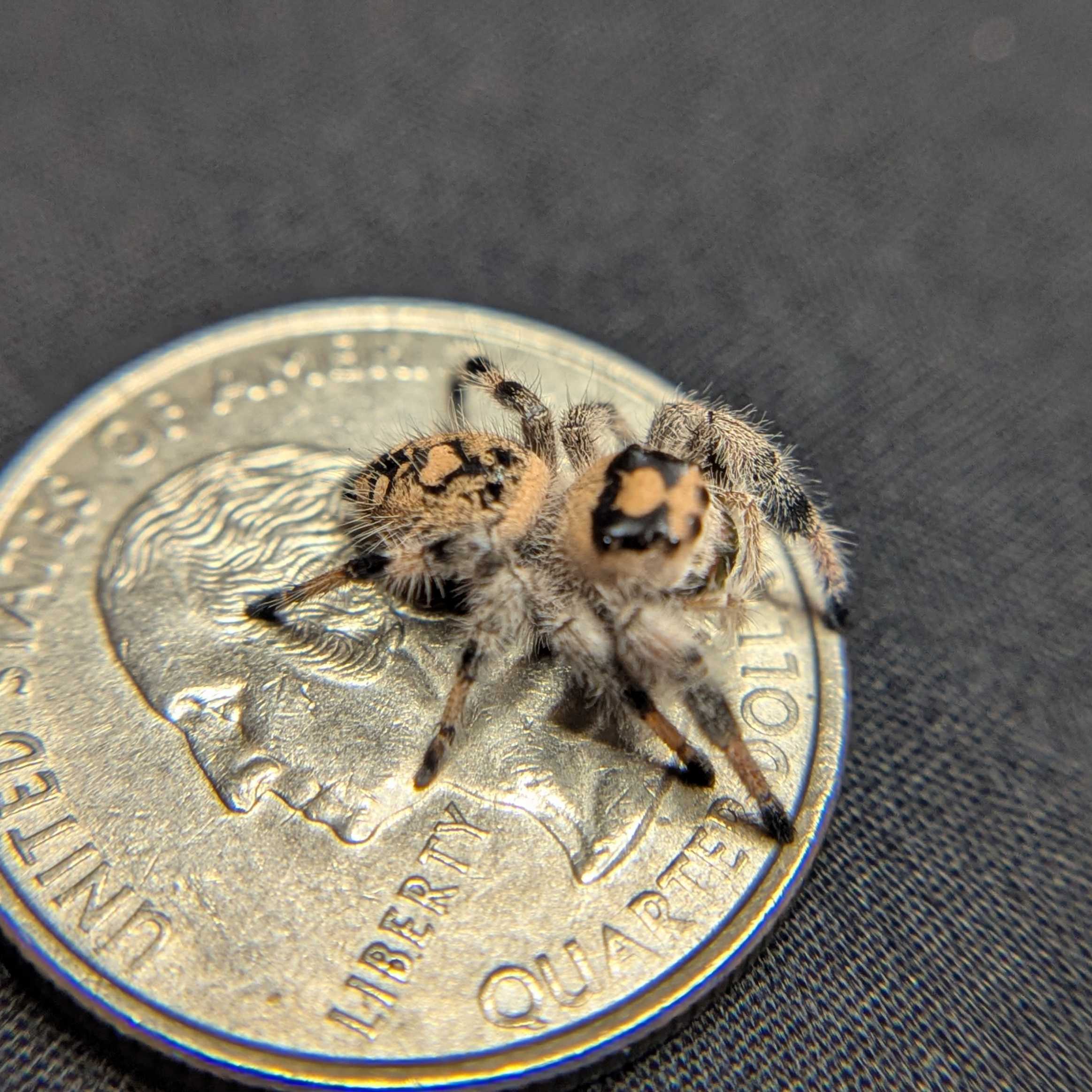 Regal Jumping Spider "Pinkberry"