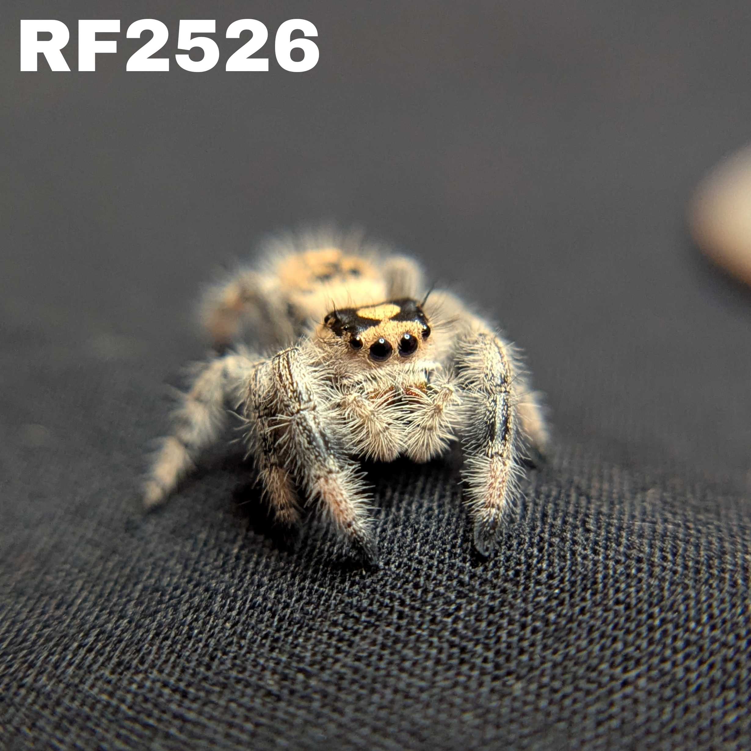 Regal Jumping Spider "Pinkberry"