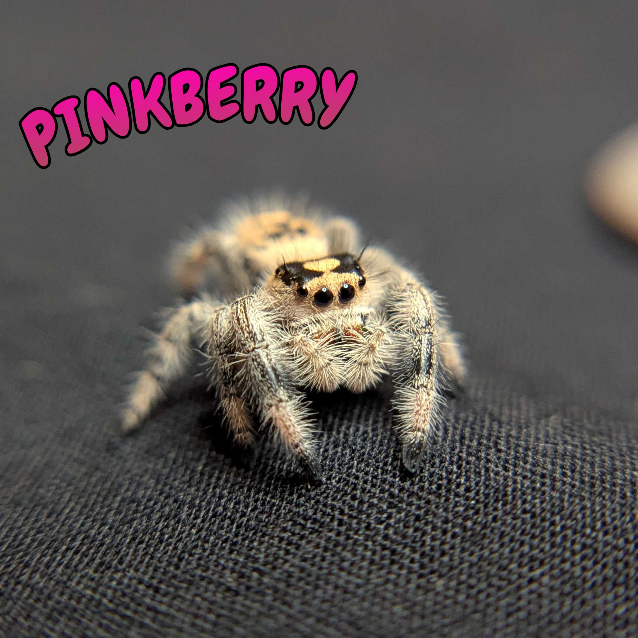 Regal Jumping Spider "Pinkberry"