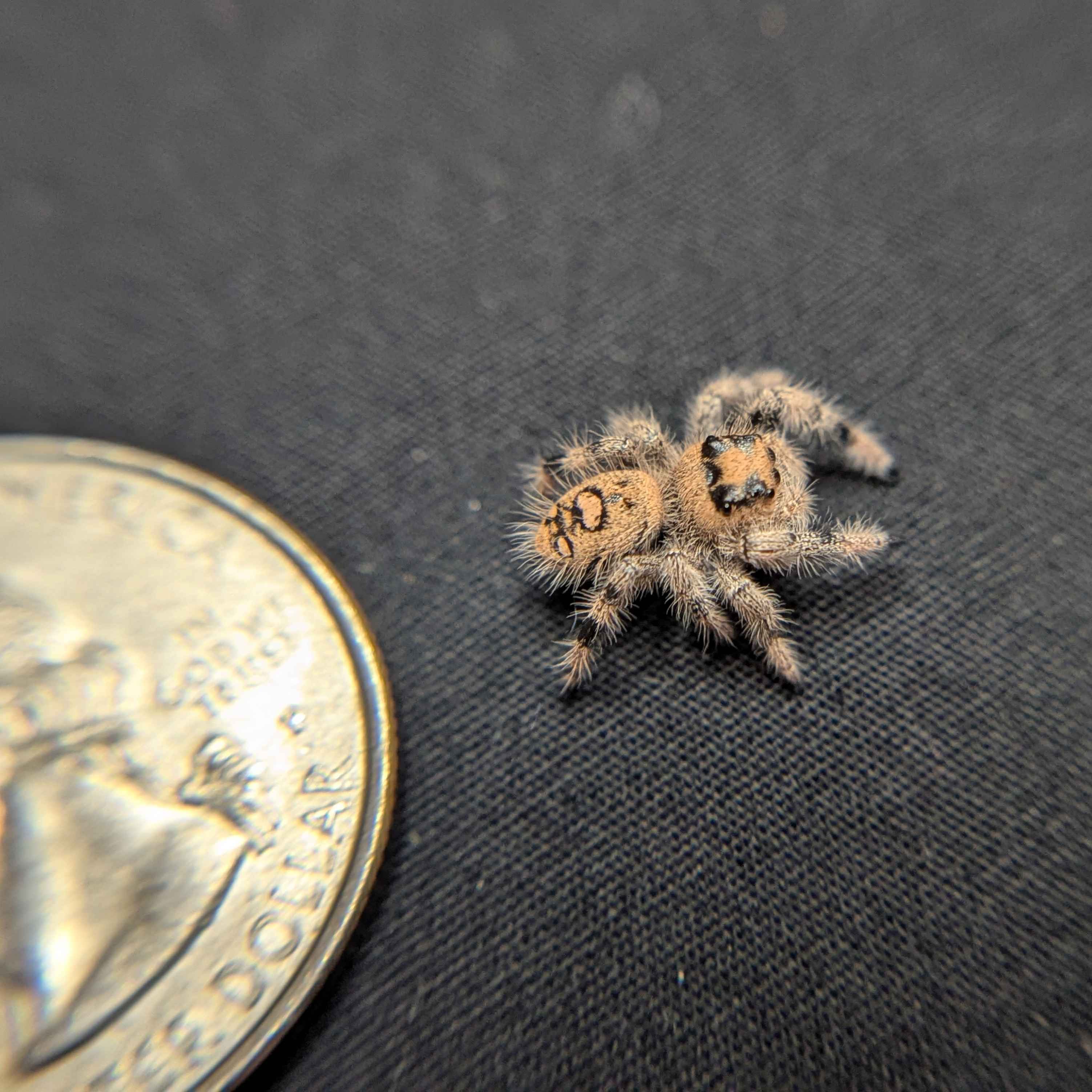 Regal Jumping Spider “Peanut Butter”