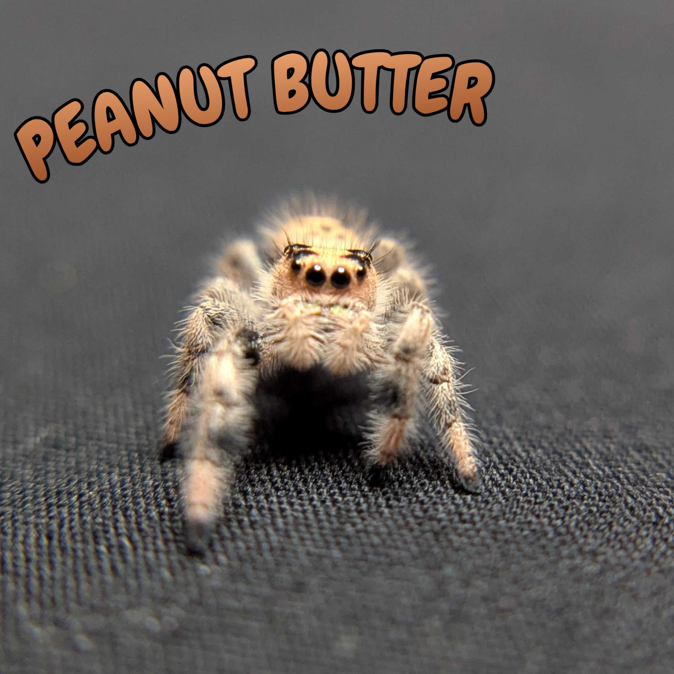 Regal Jumping Spider “Peanut Butter”