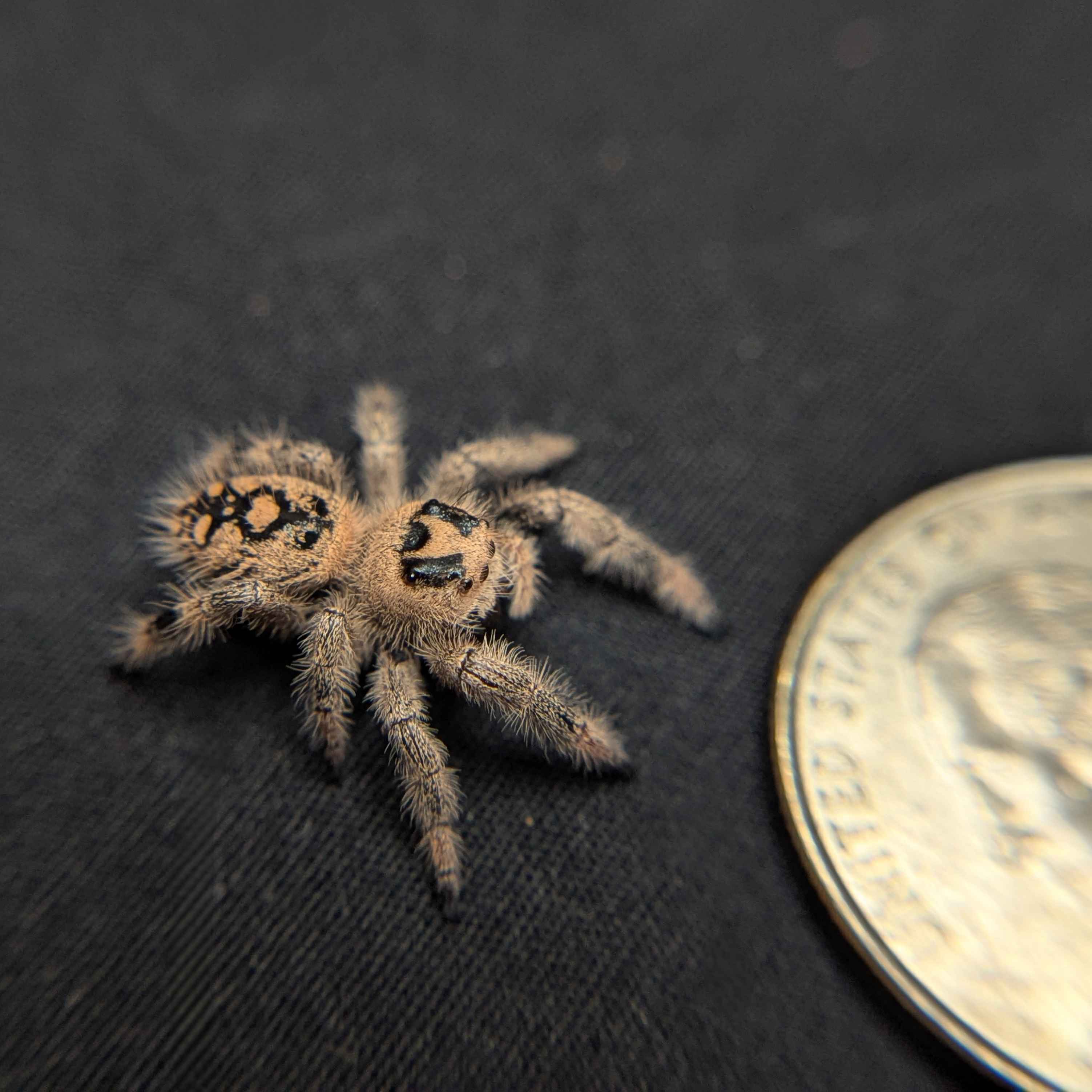 Regal Jumping Spider "Plum"