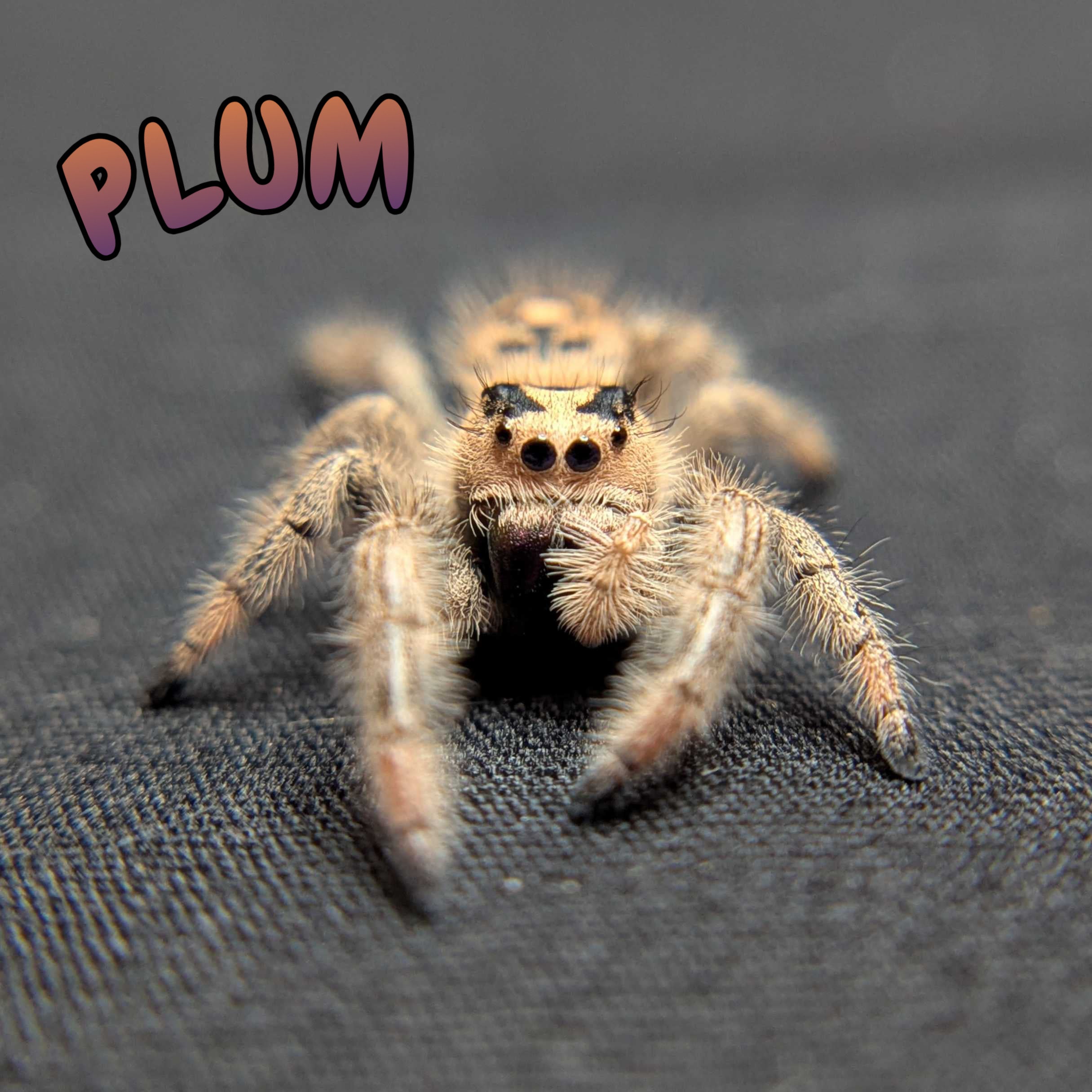 Regal Jumping Spider "Plum"