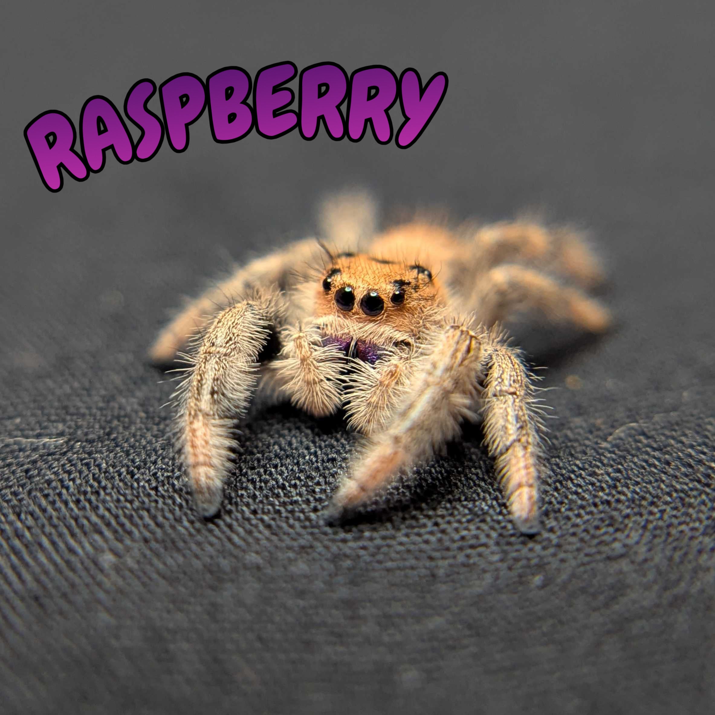 Regal Jumping Spider "Raspberry"