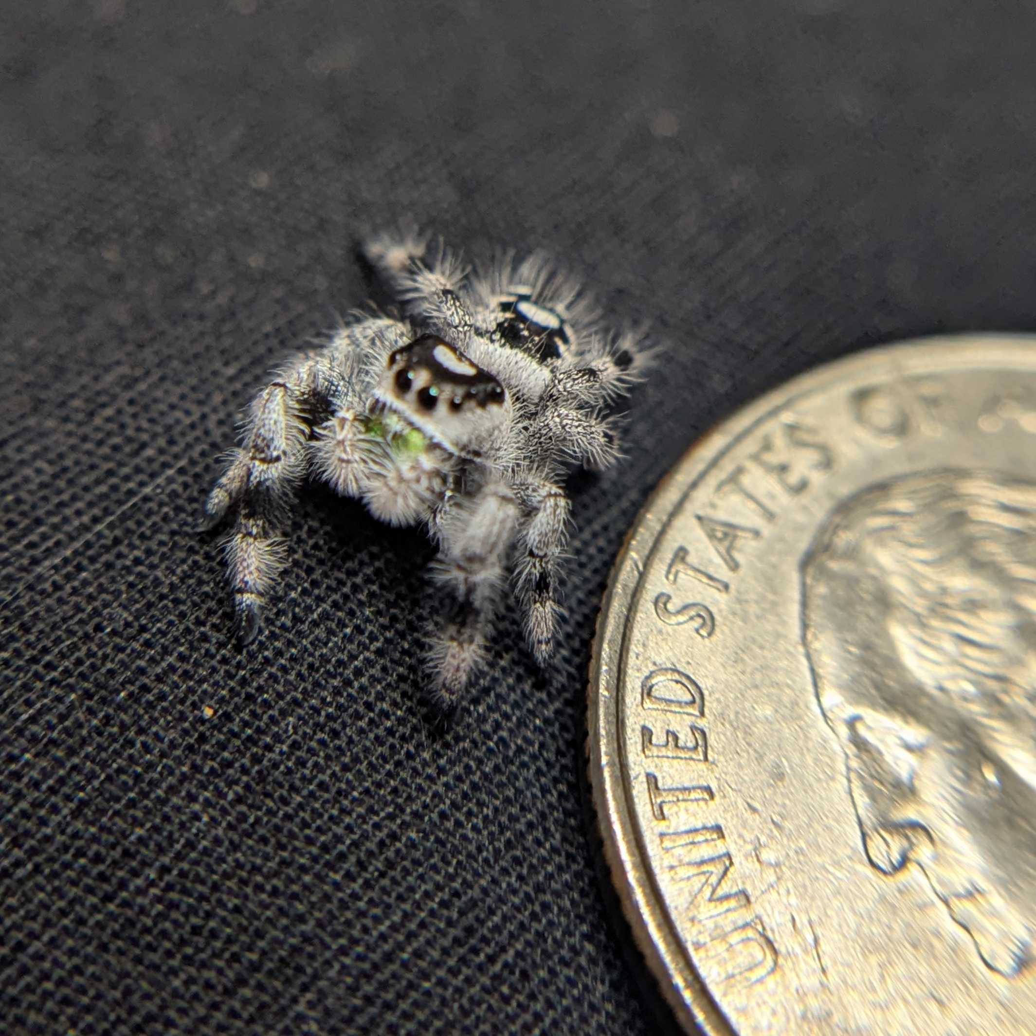 Regal Jumping Spider "Frostmint" (High White)