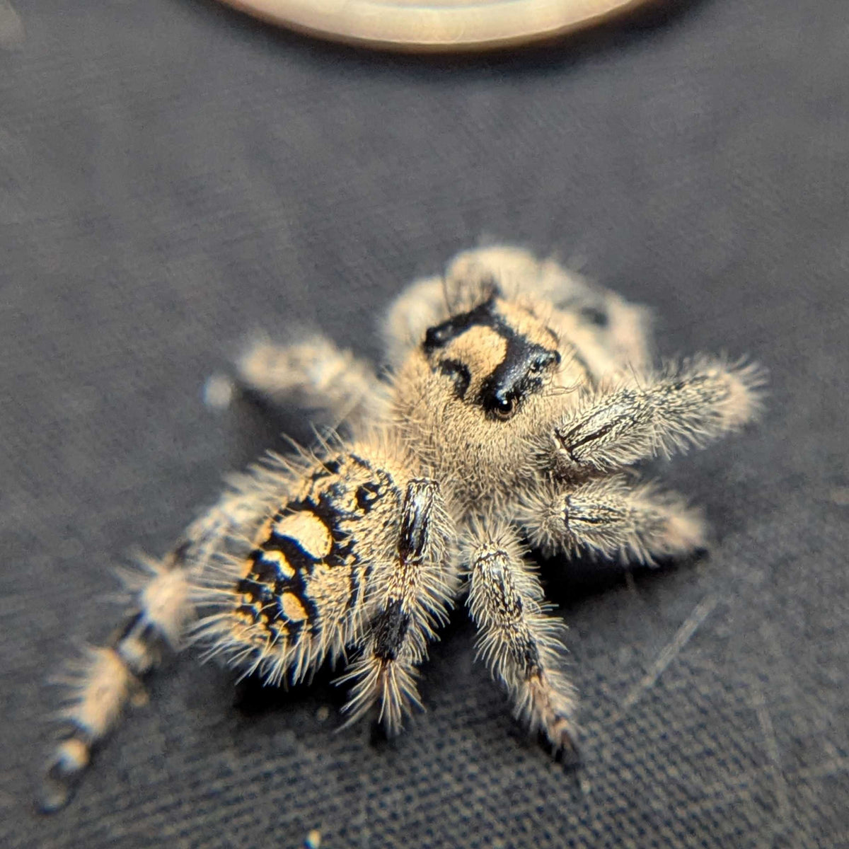 Regal Jumping Spider “Butterscotch”