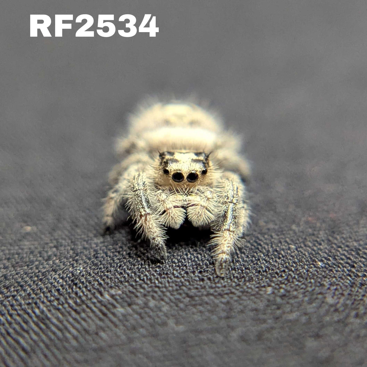 Regal Jumping Spider “Lucky”